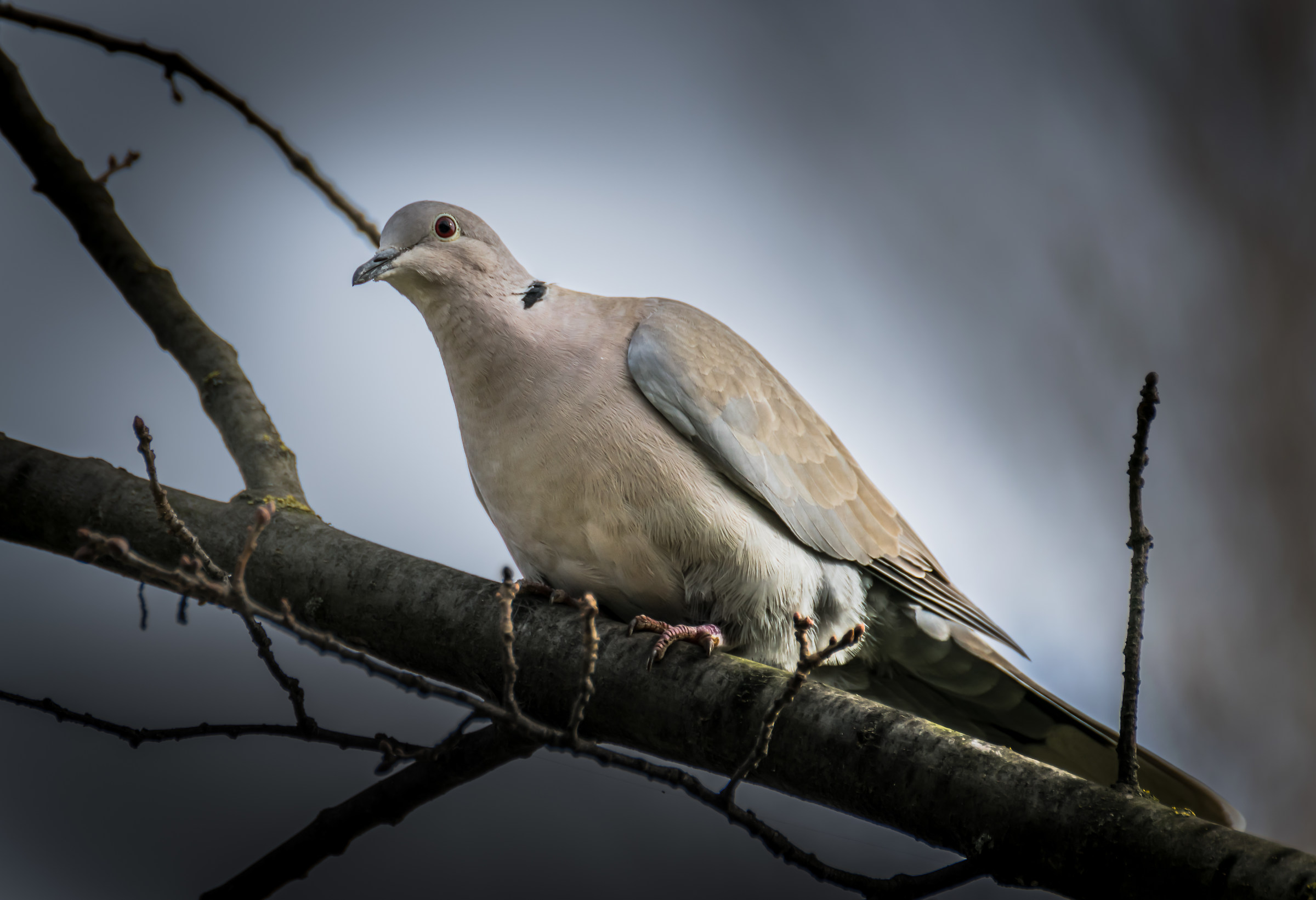 La Tortora From Collar