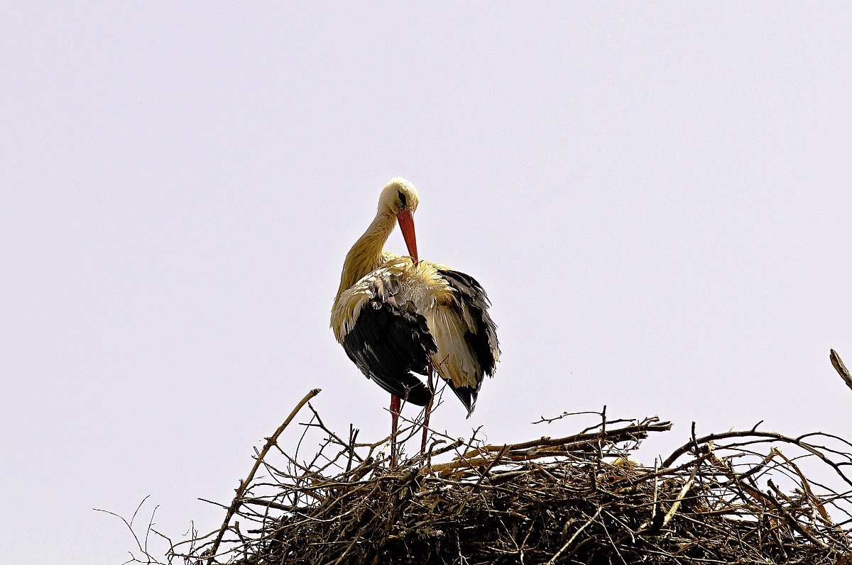 Stork