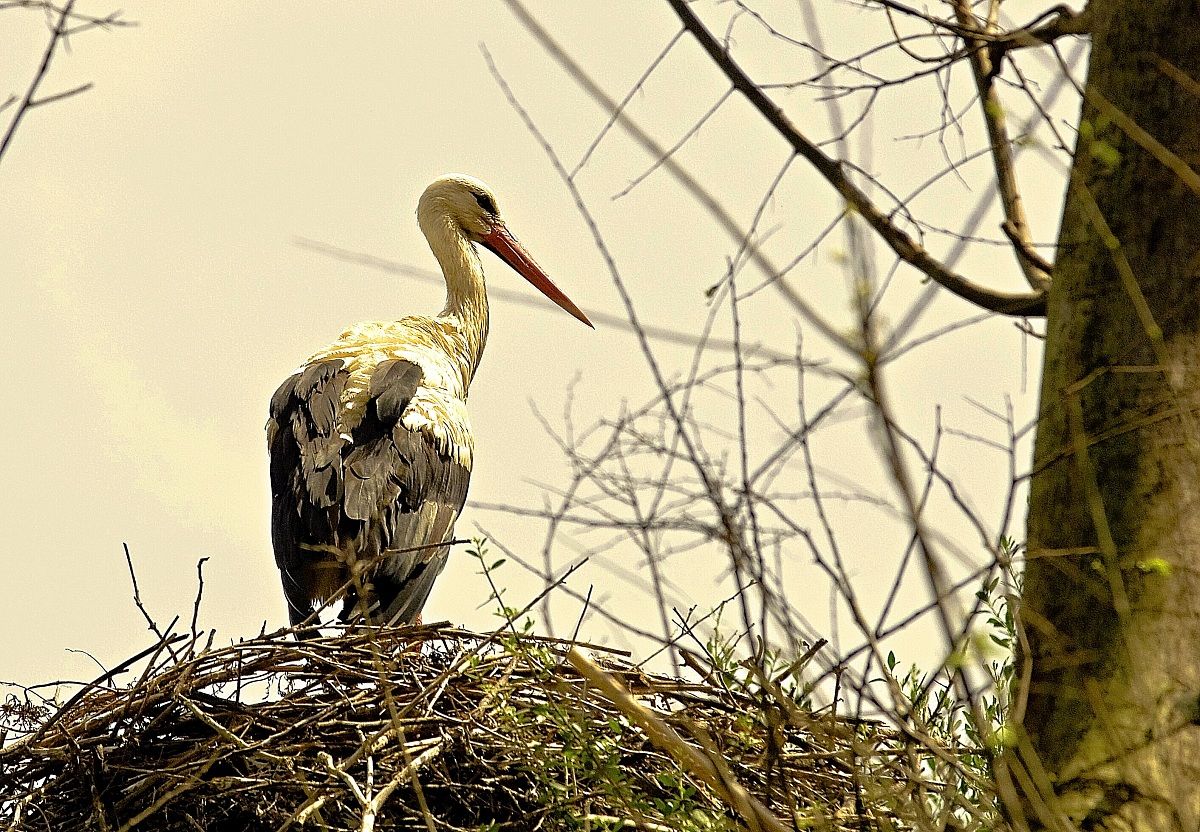 Stork