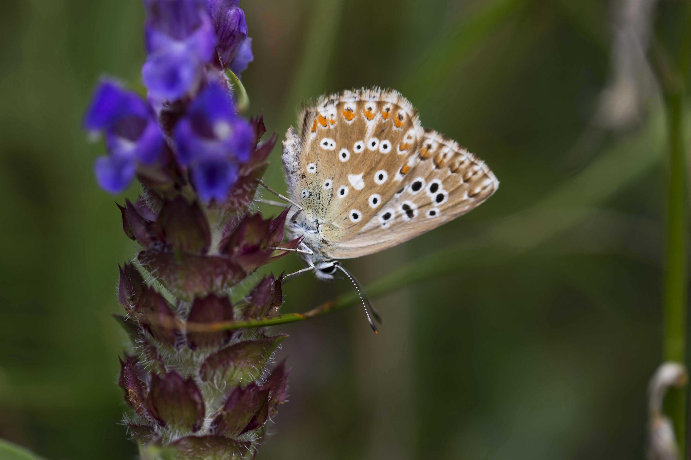 In montagna - alto Ticino