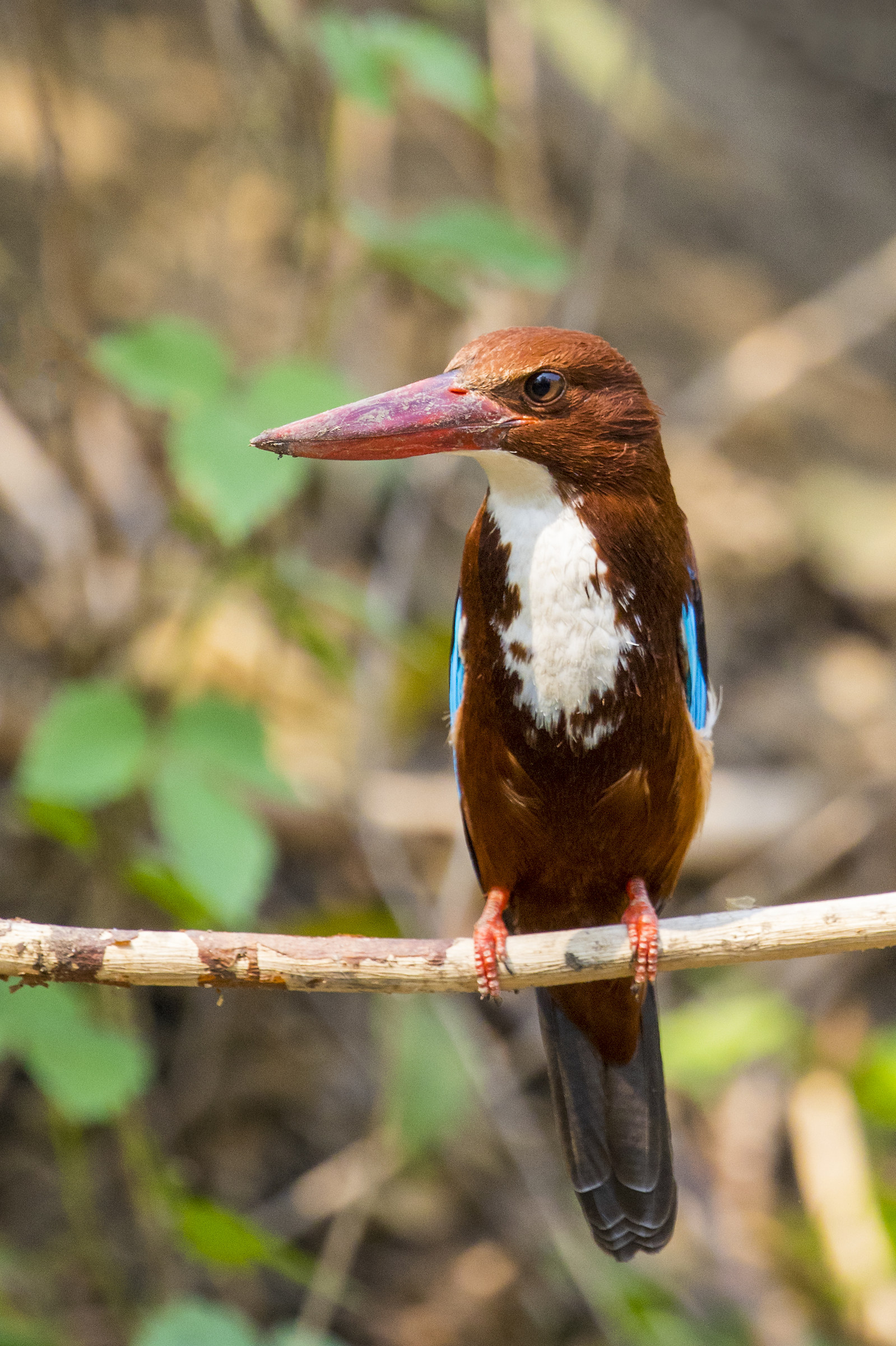 Martin pescatore Bianco-throated (Halcyon smyrnensis)