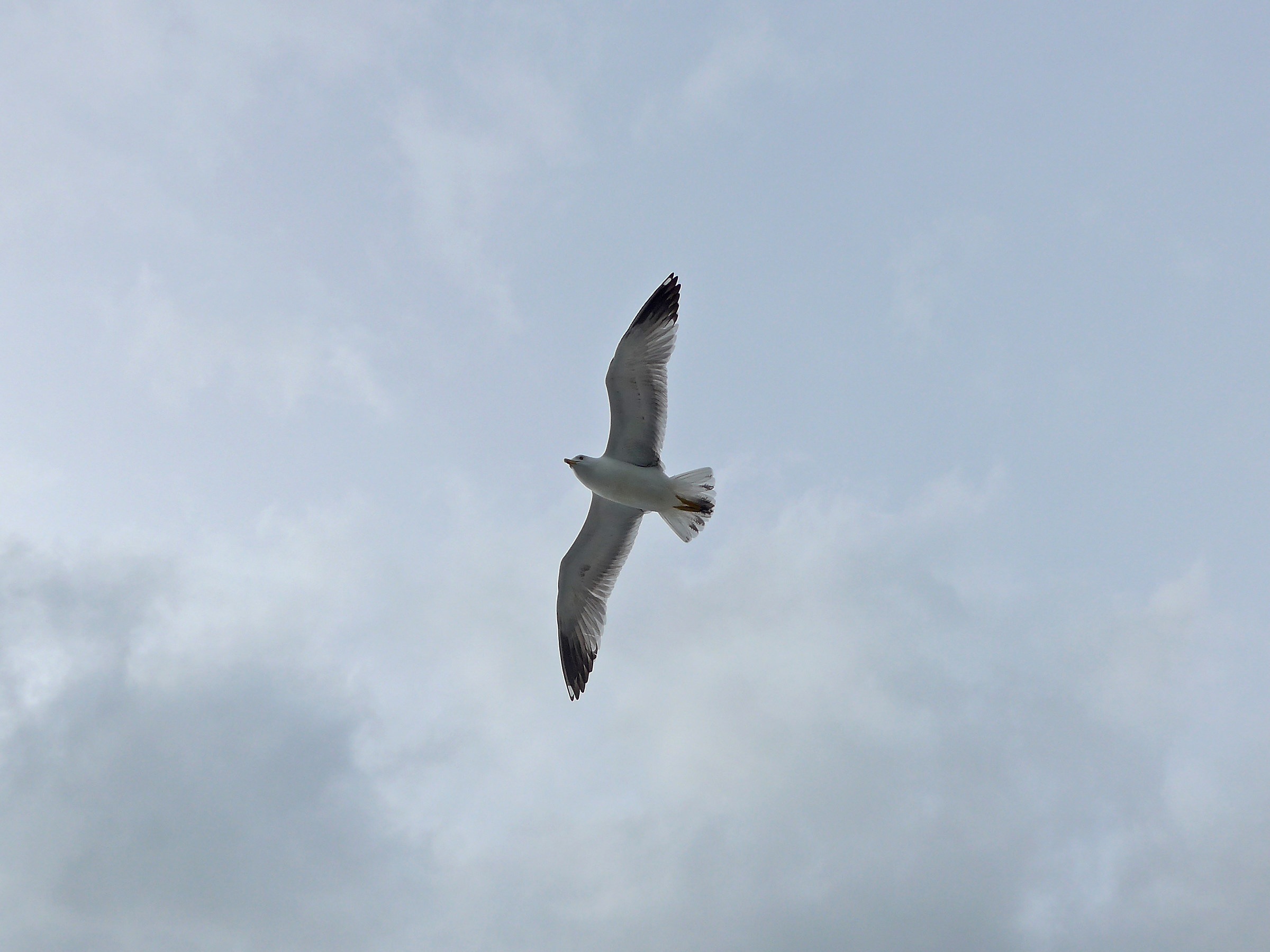 Seagull on the fly