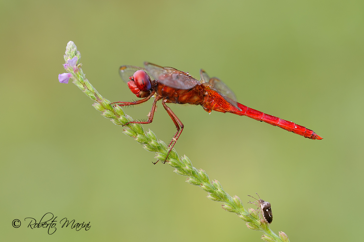 ....Chissa' chissa' chi sei Chissa' che sarai......