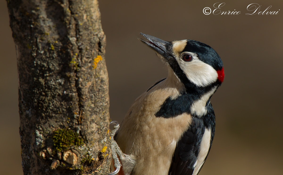 gaze in the forest, great spotted woodpecker ...