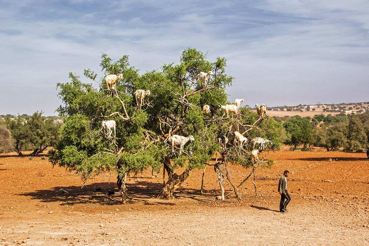 the tree of goats 1