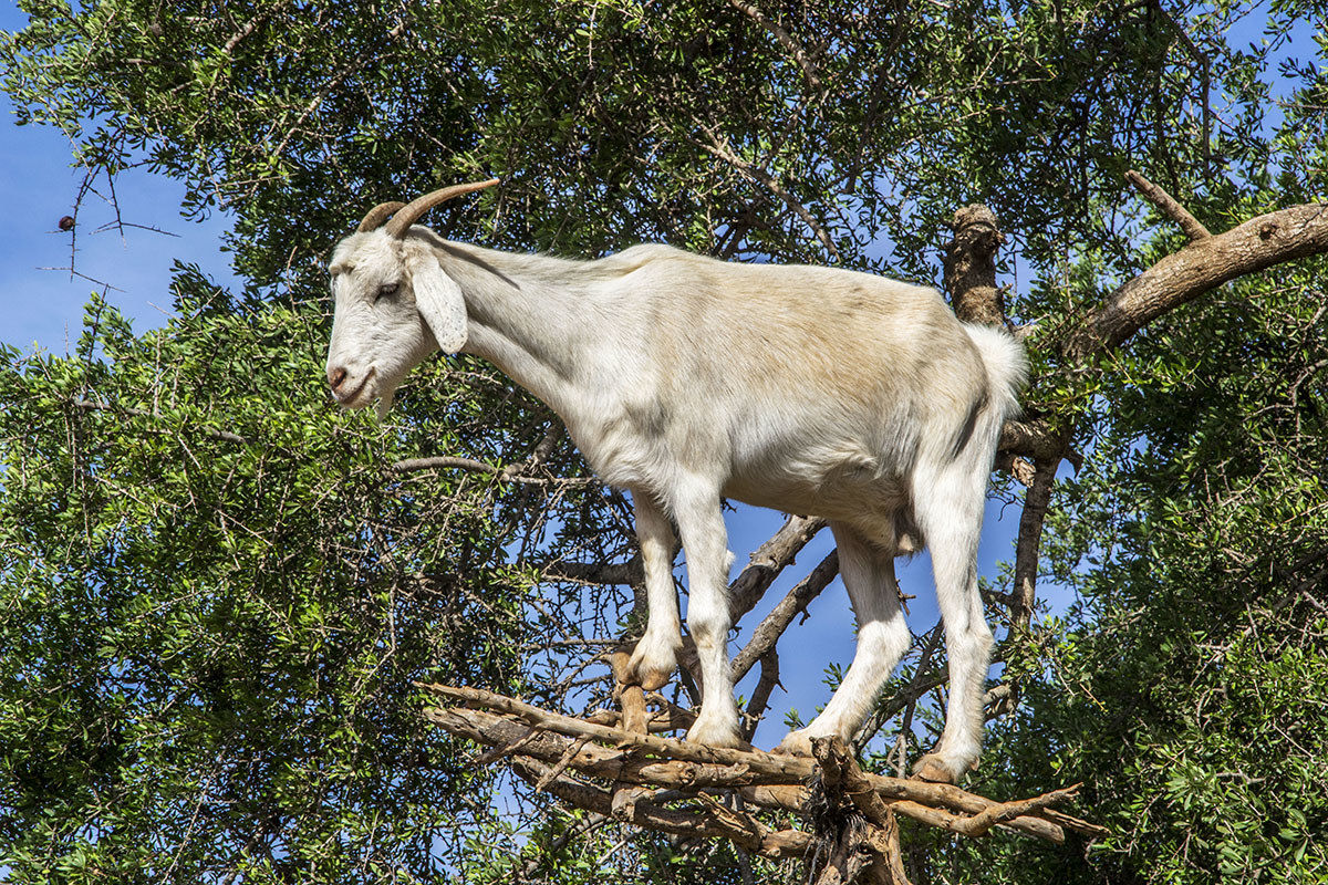 tree goat 2