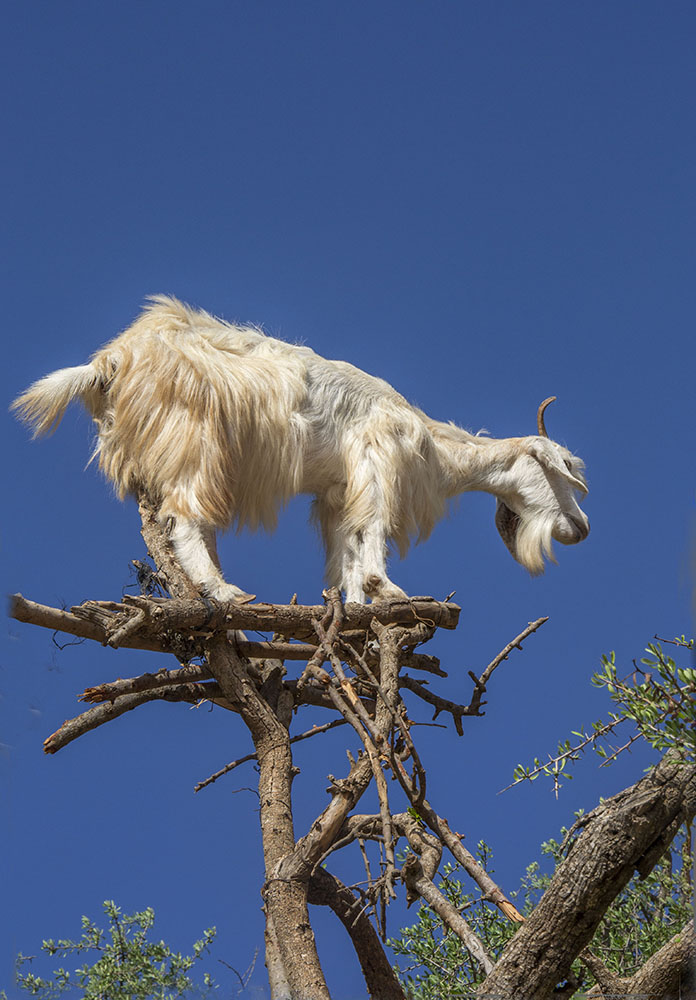 the tree of goats 3