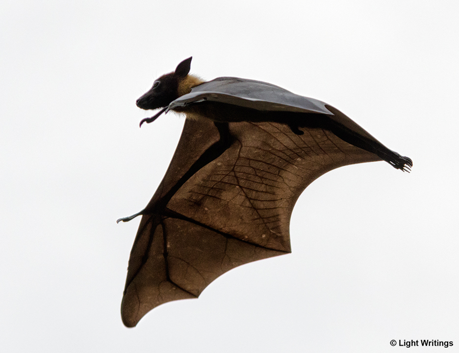 Flying Fox (Pteropus, Megabat, Megachiroptera)
