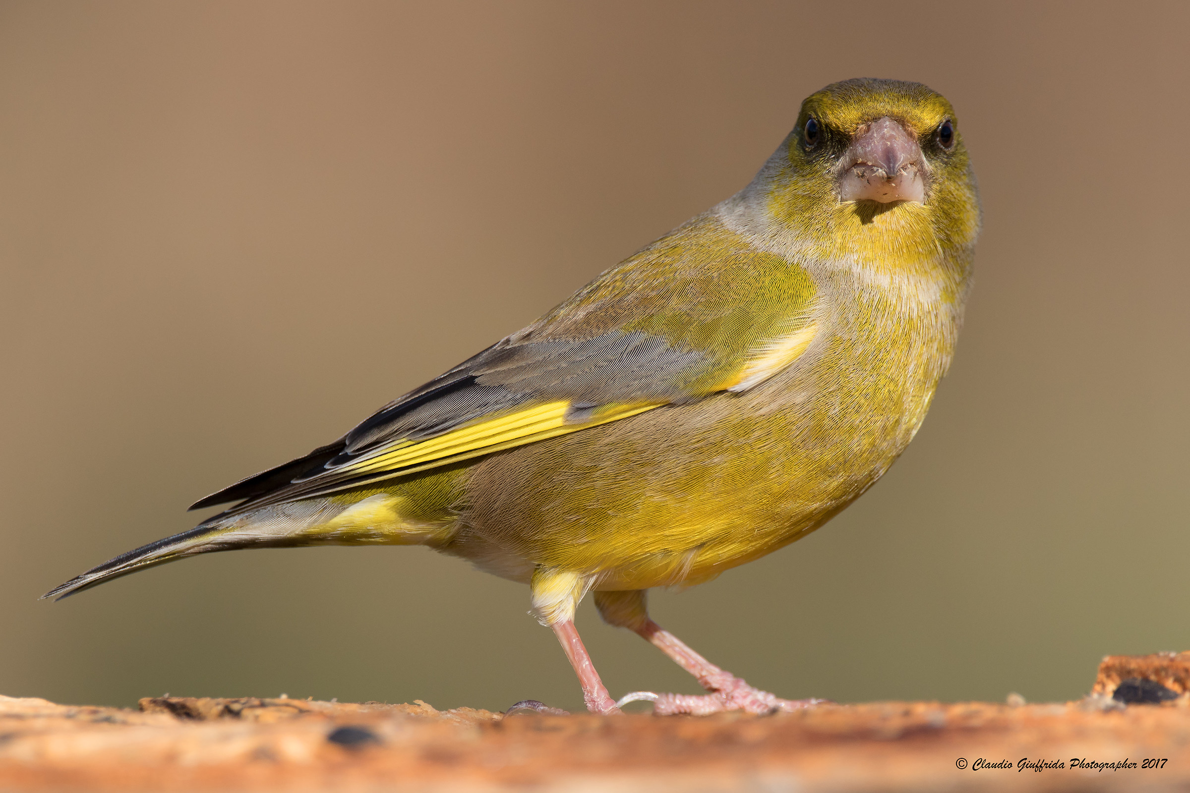 Chloris chloris - Greenfinch