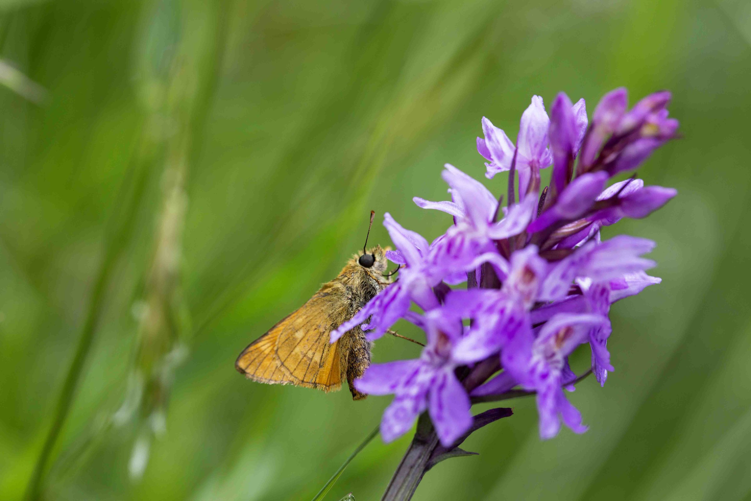Su orchidea spontanea di montagna