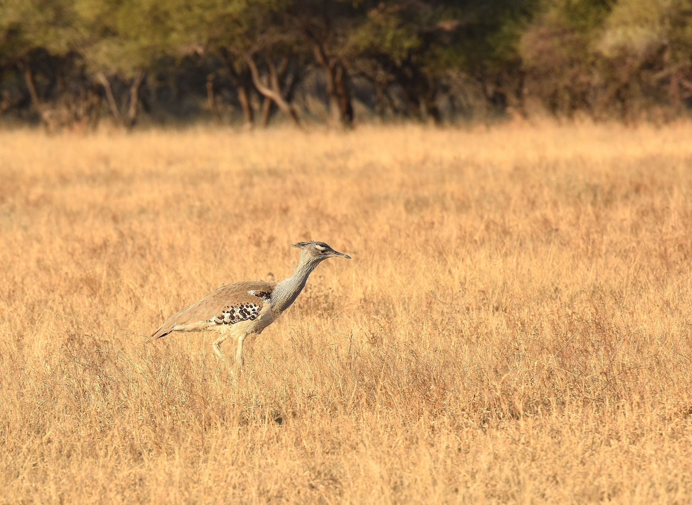 Otarda - Kori bustard