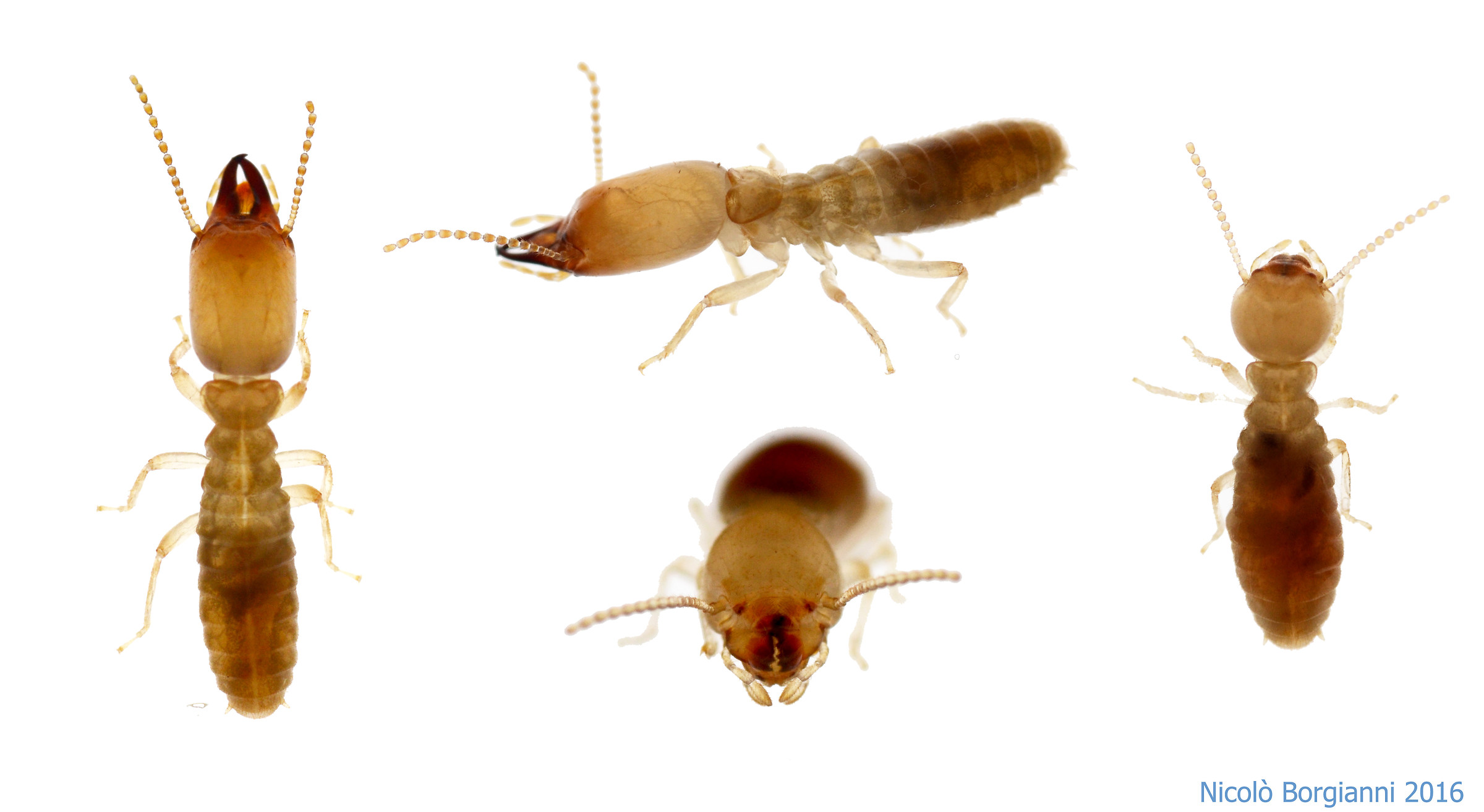 Le divoratrici della foresta