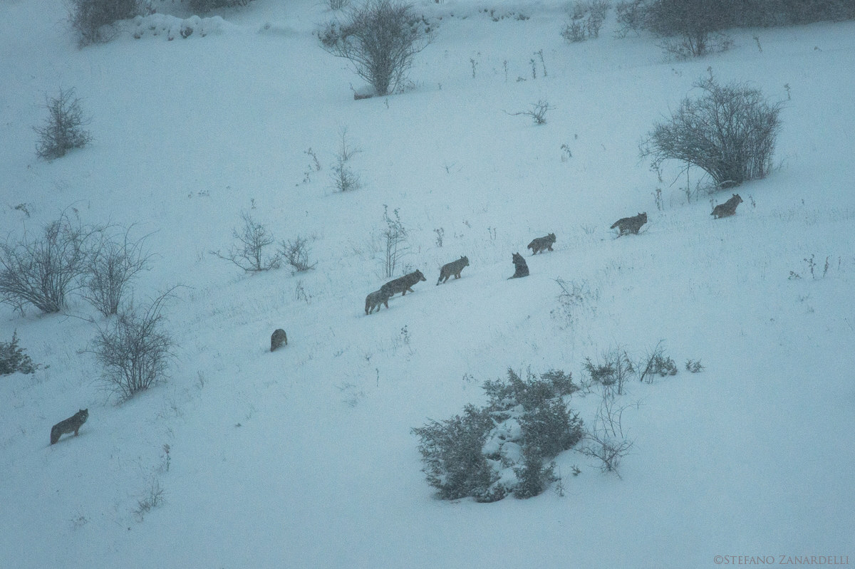 Famiglia di Lupi (Documento)