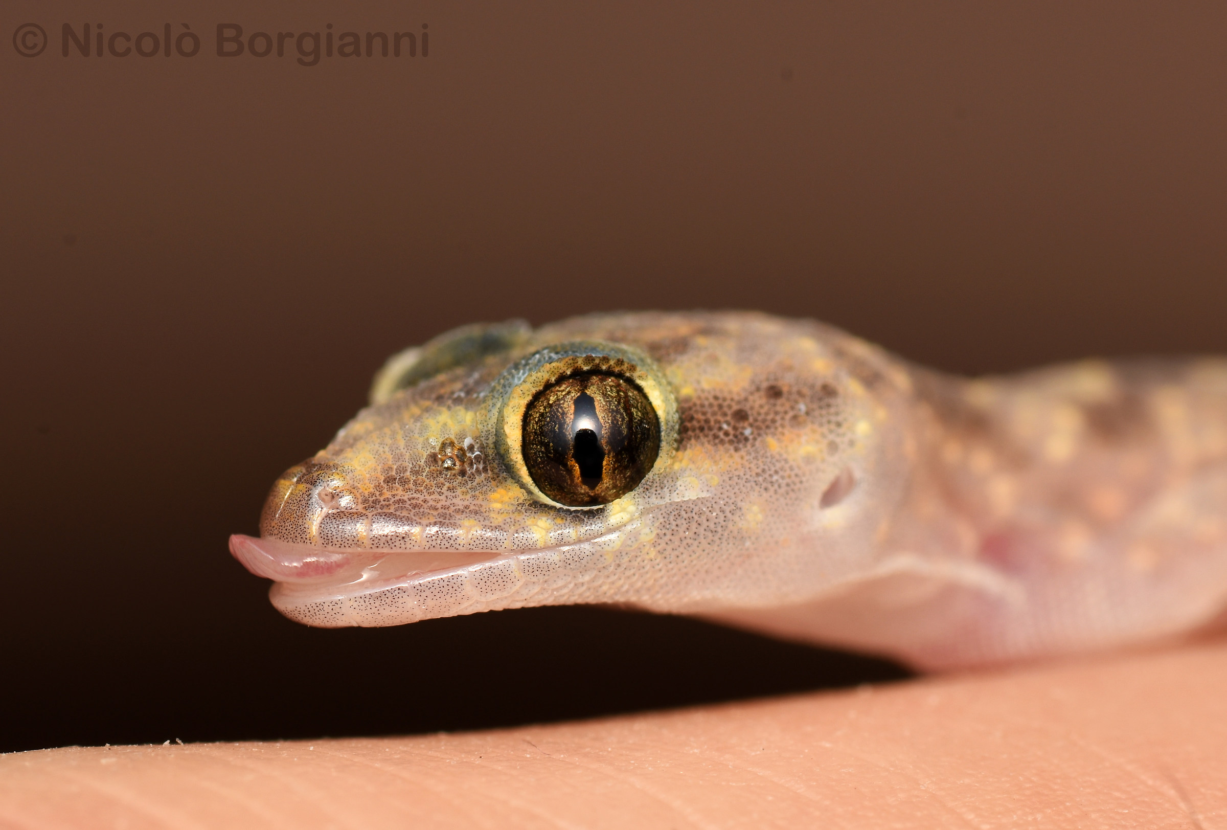 Giovane geco verrucoso che non è in vena di foto