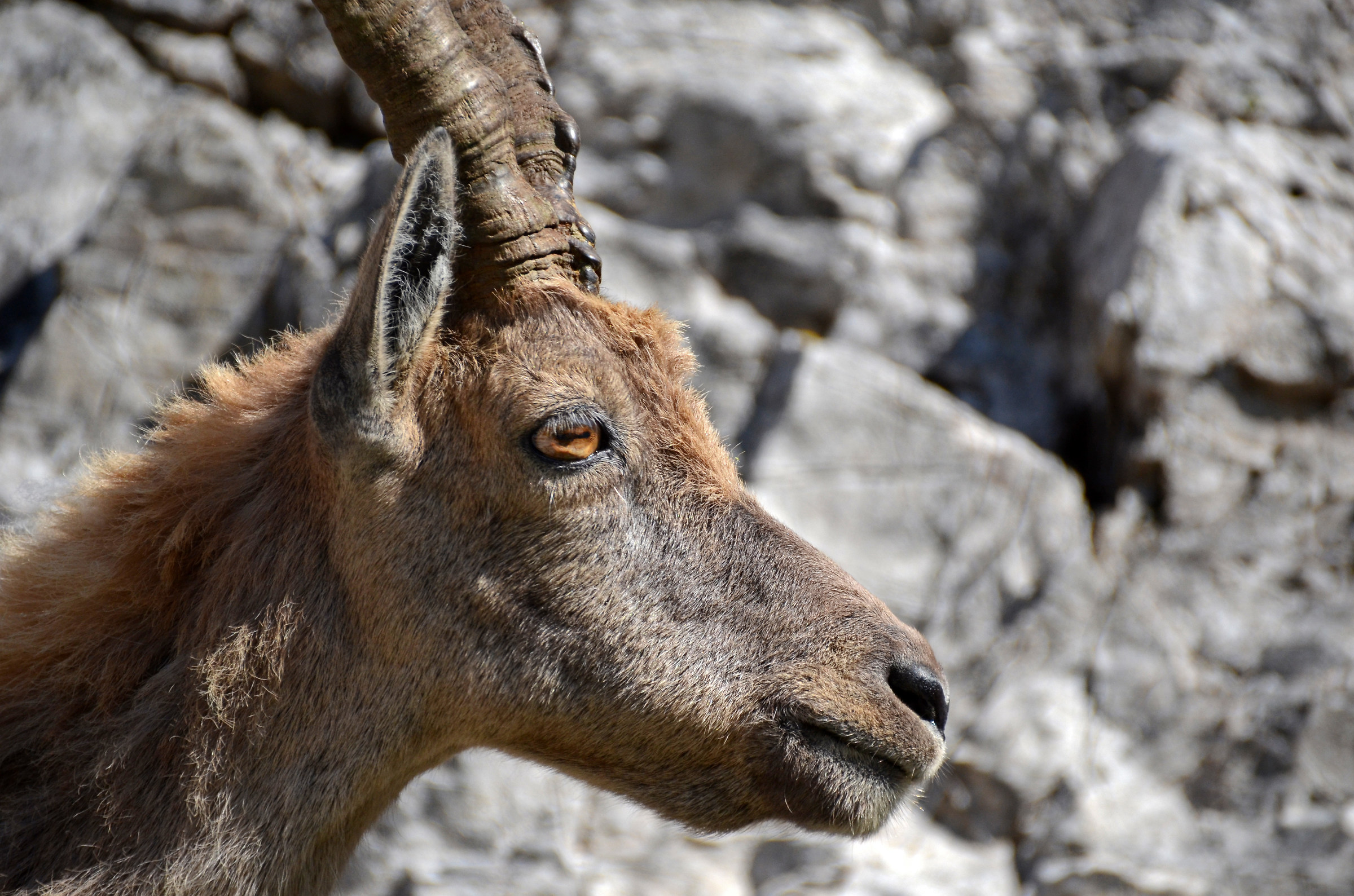 female ibex
