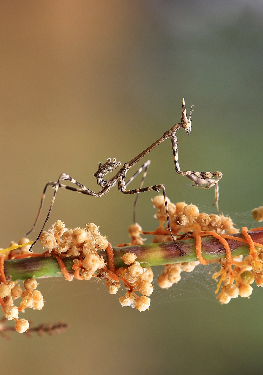 Empusa Pennata