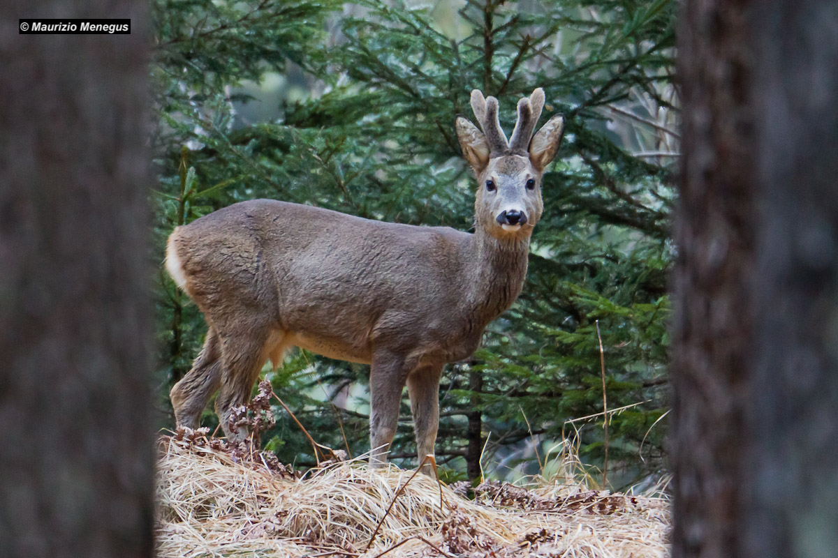 Una finestra tra gli alberi