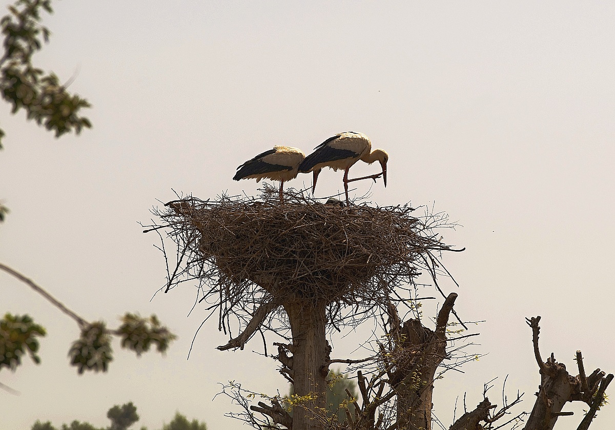 Storks