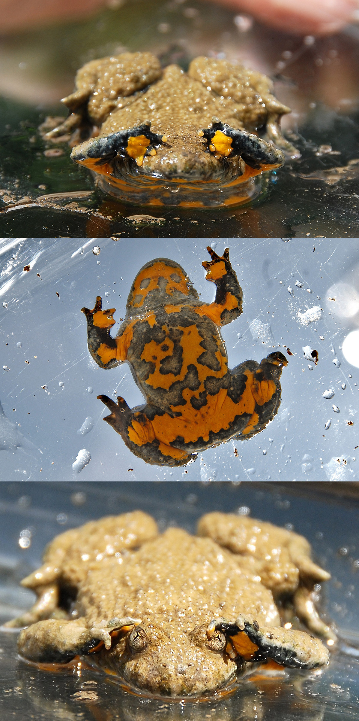 Toad from Yellow Belly