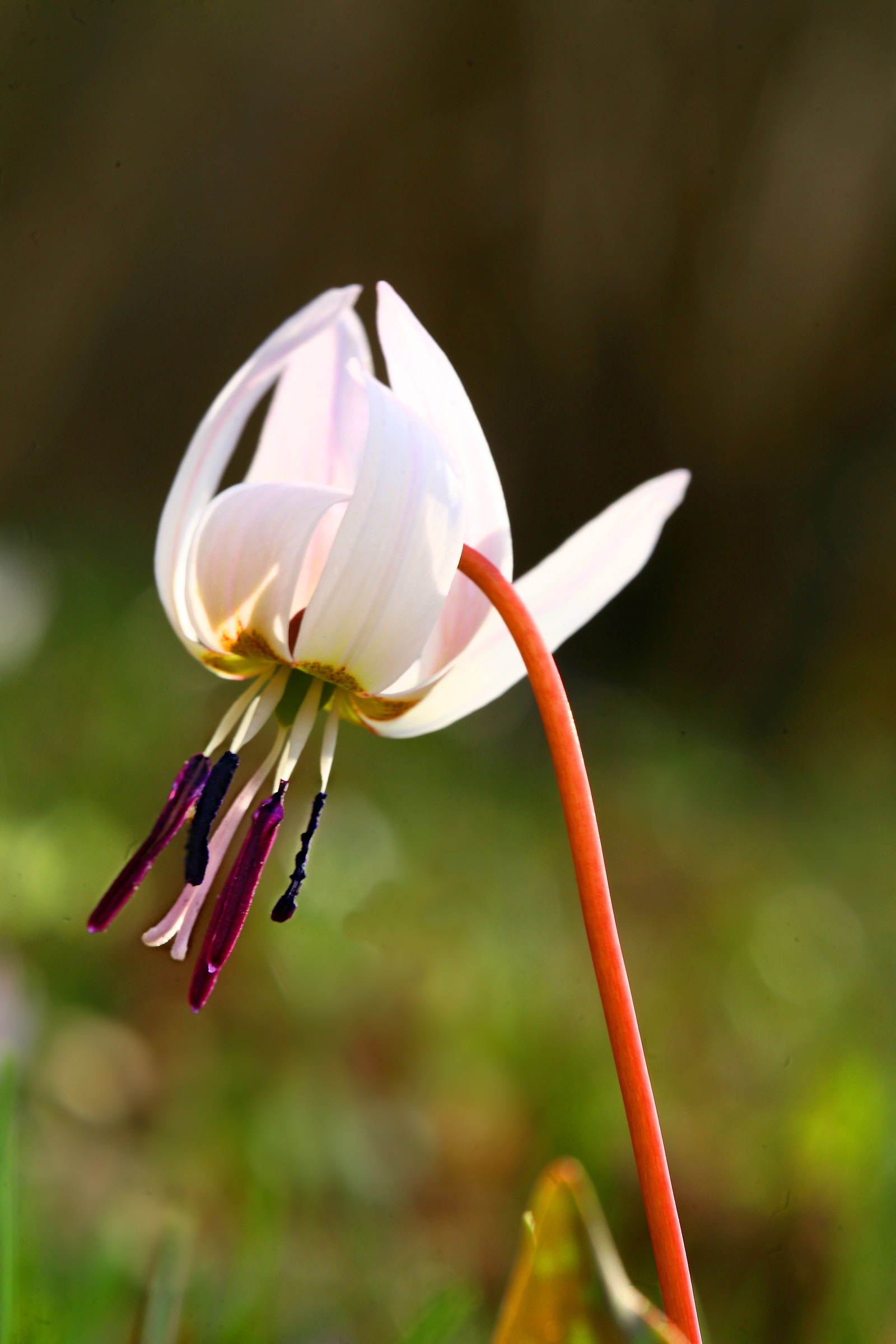 Erythronium dens-canis