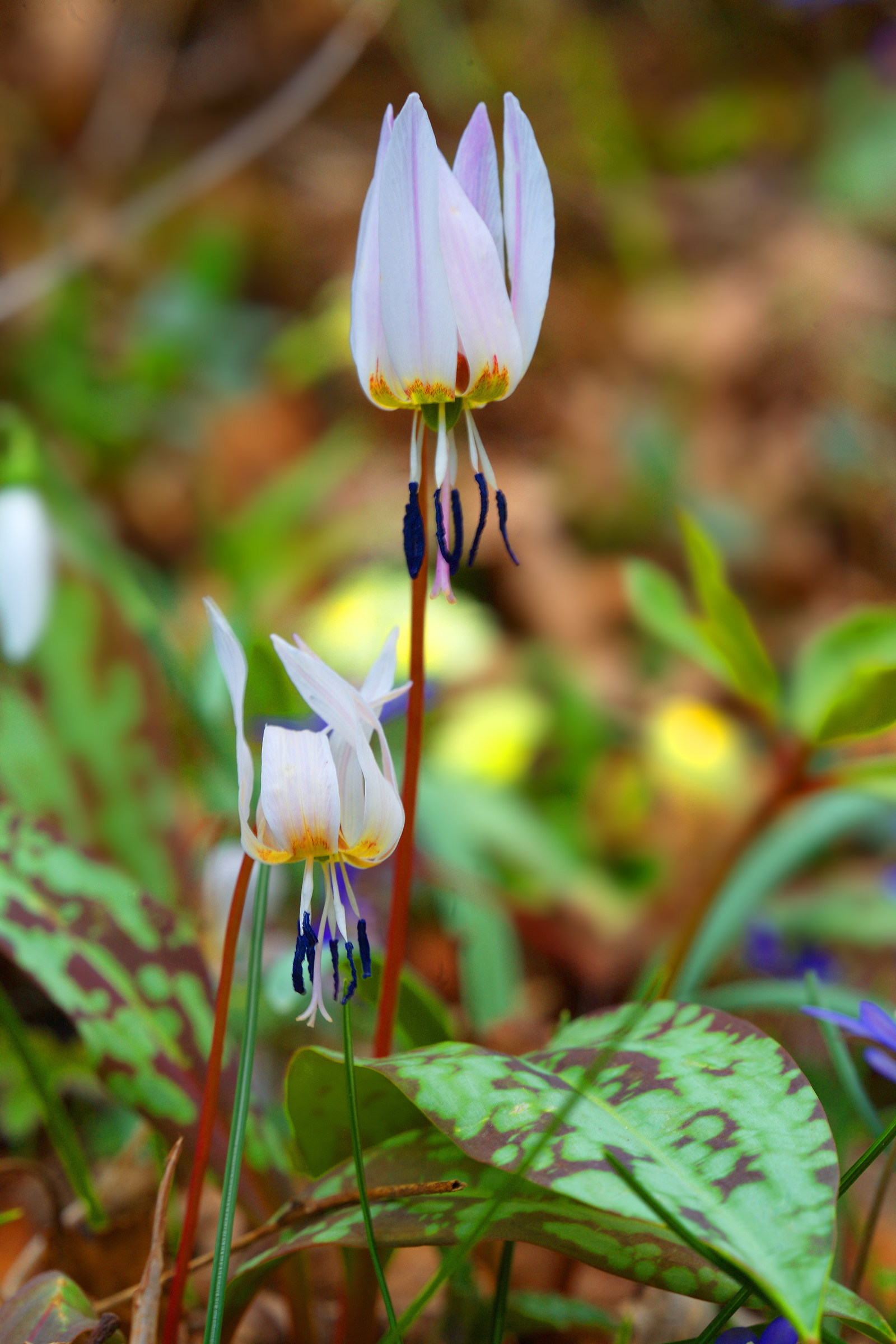 Erythronium dens-canis