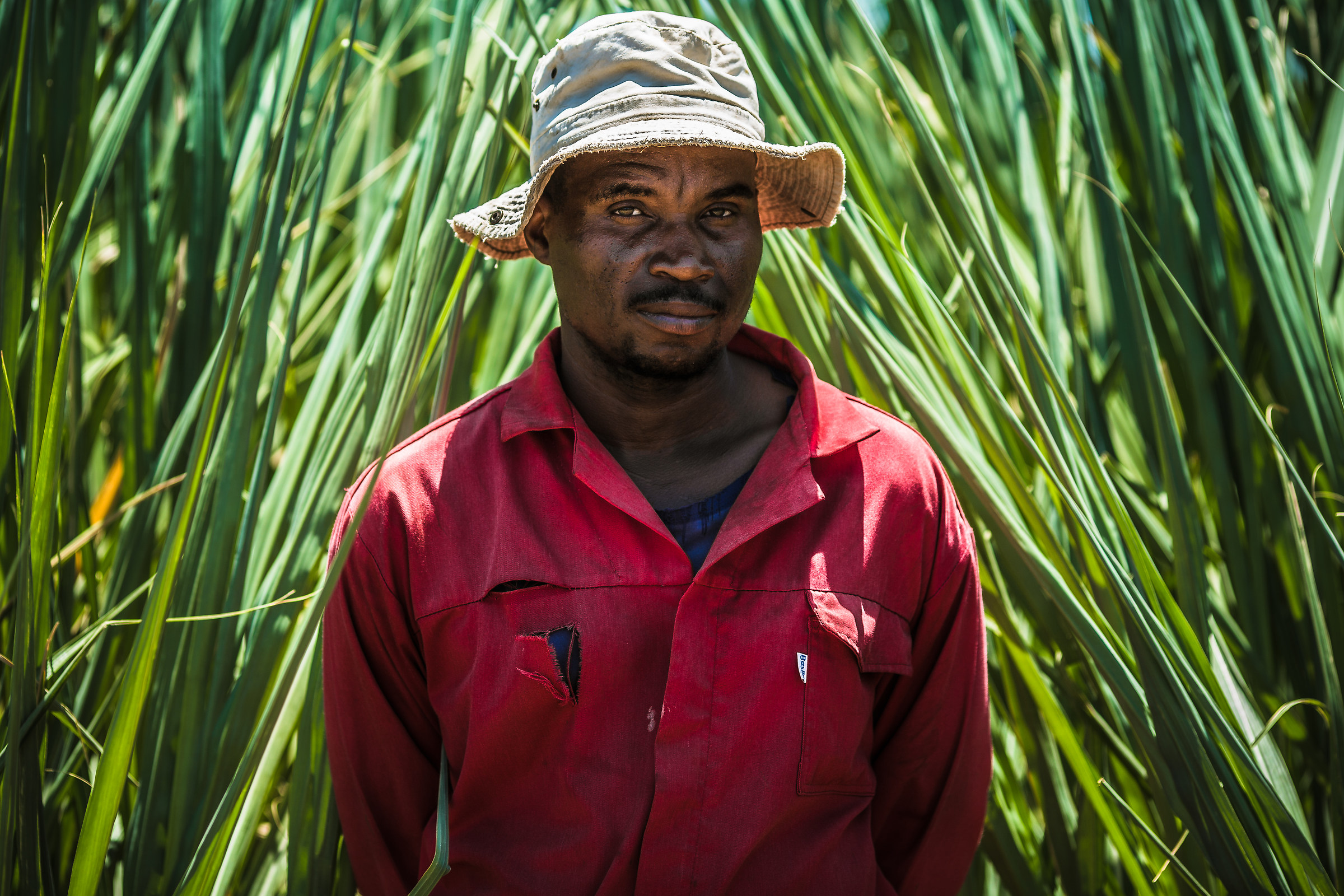 Sugar Canes worker