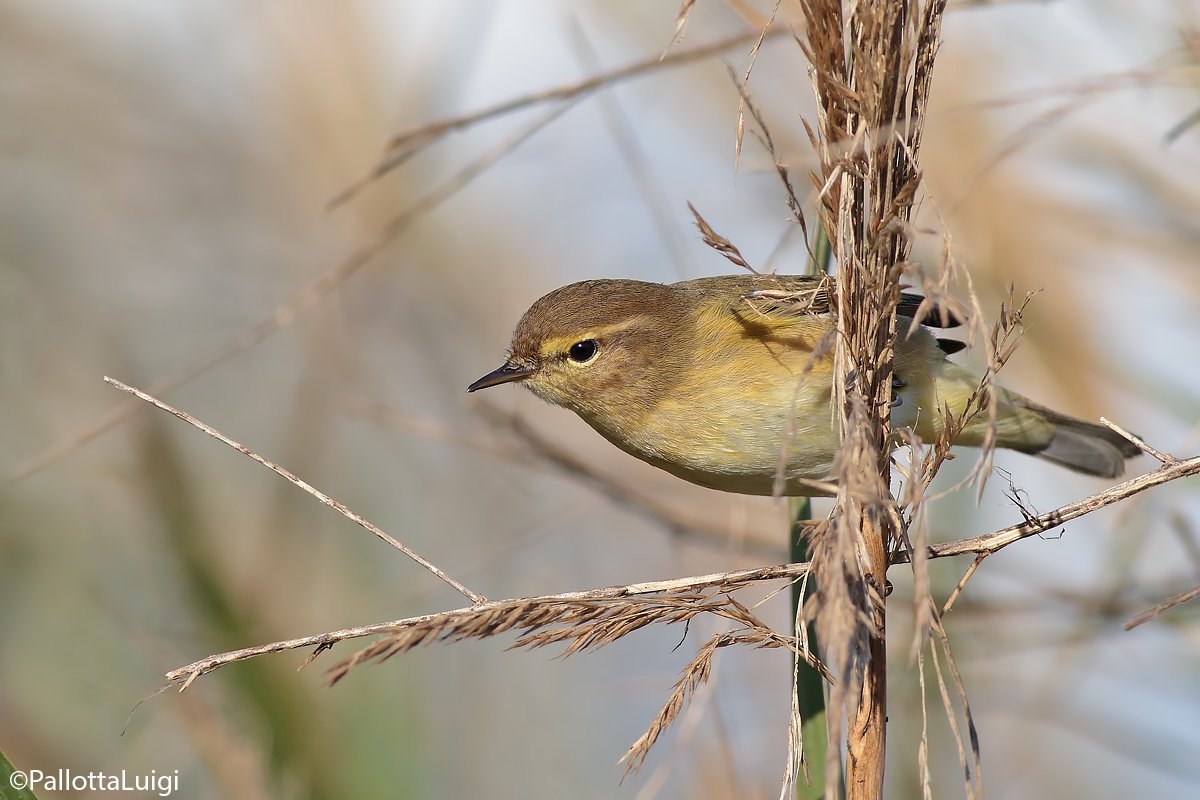 He small (Phylloscopus collybita)
