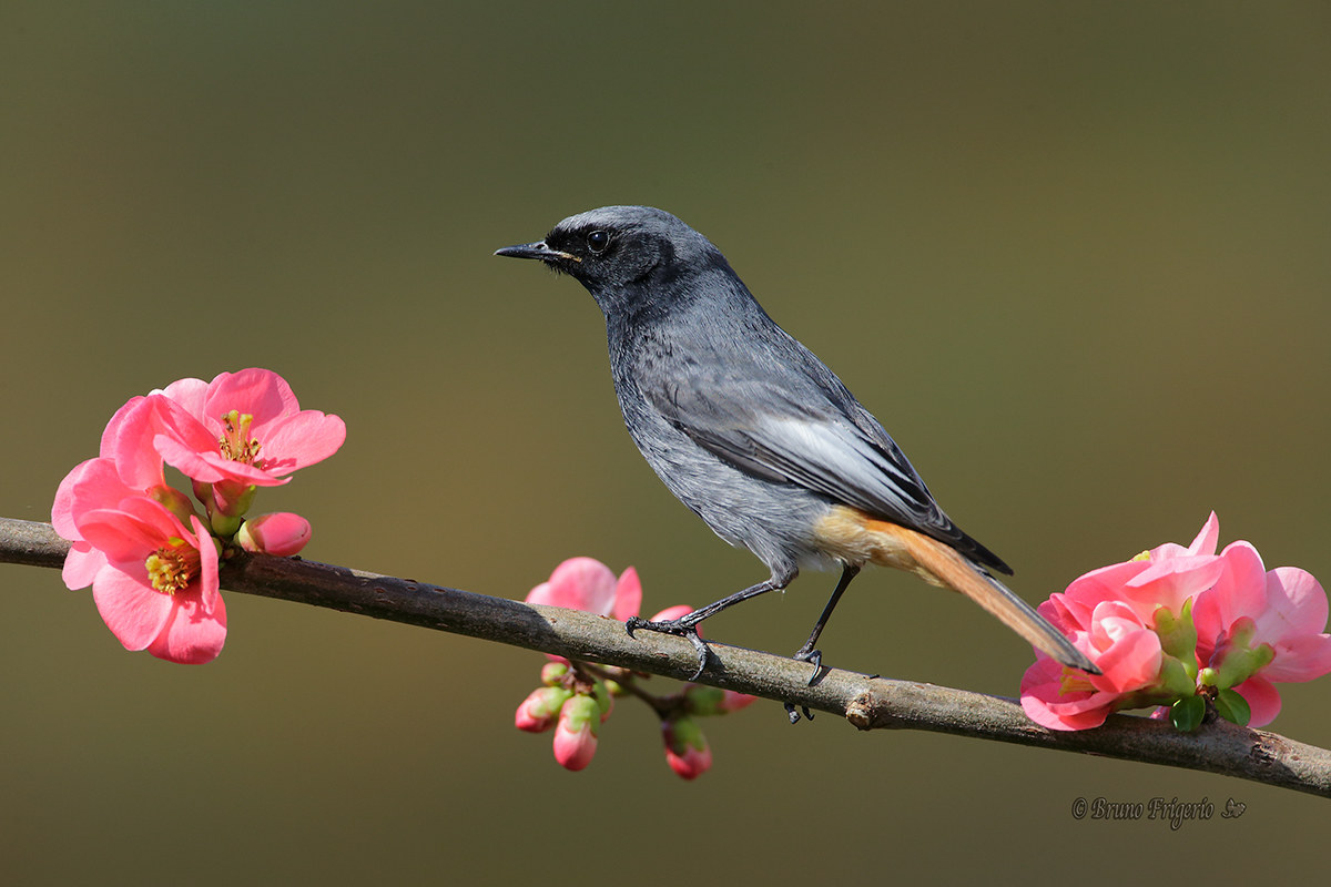 codirosso spazzacamino