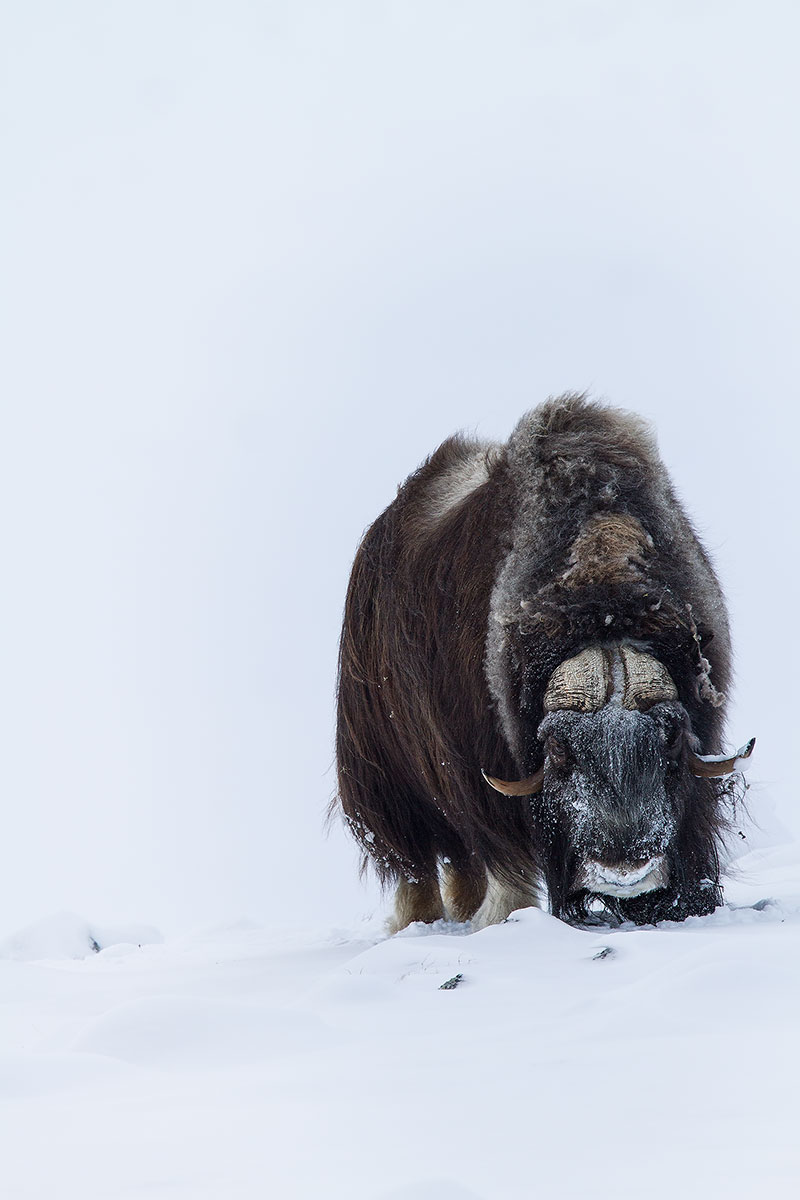 Musk Ox 002 (Musk Ox)