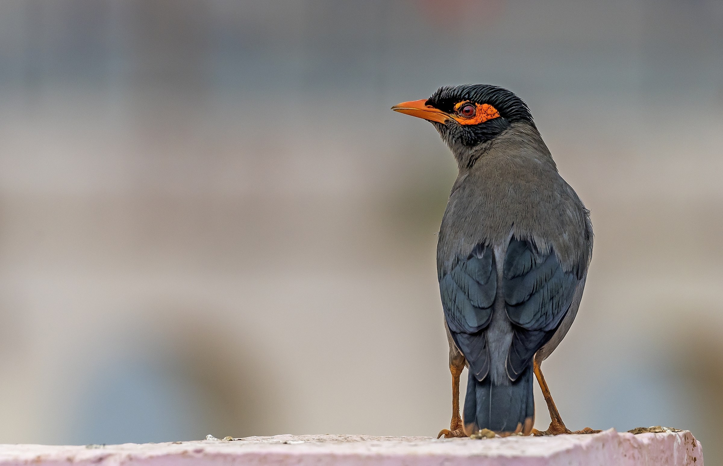 Rajasthan 2017 - Merlo indiano