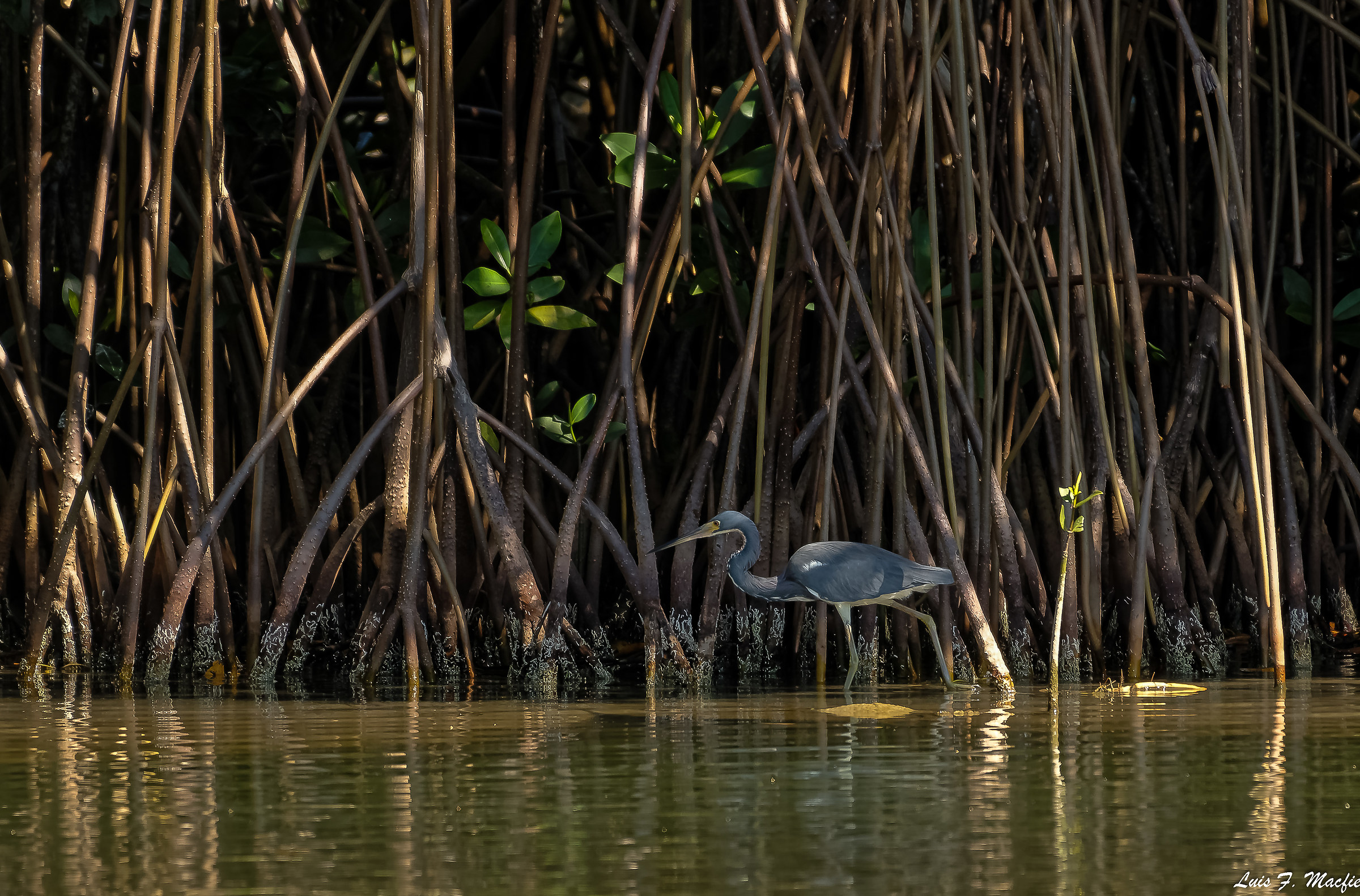 Egretta tricolor / Tricolored Heron / Airone tricolore