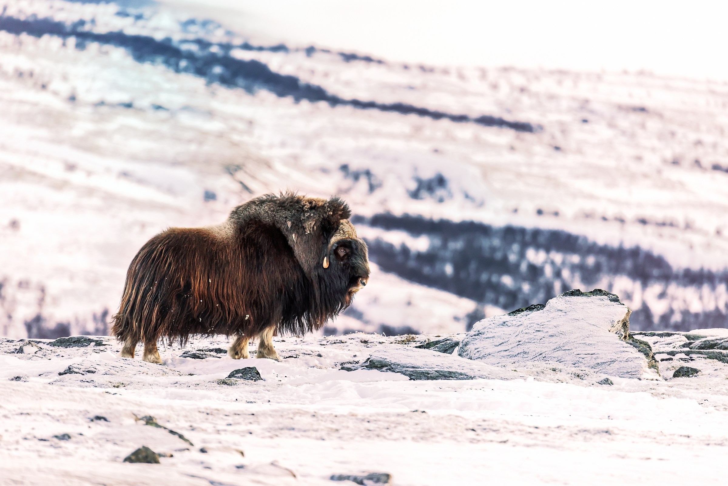 Dovrefjell 2017 - Musk ox, tra la nebbia e il gelo