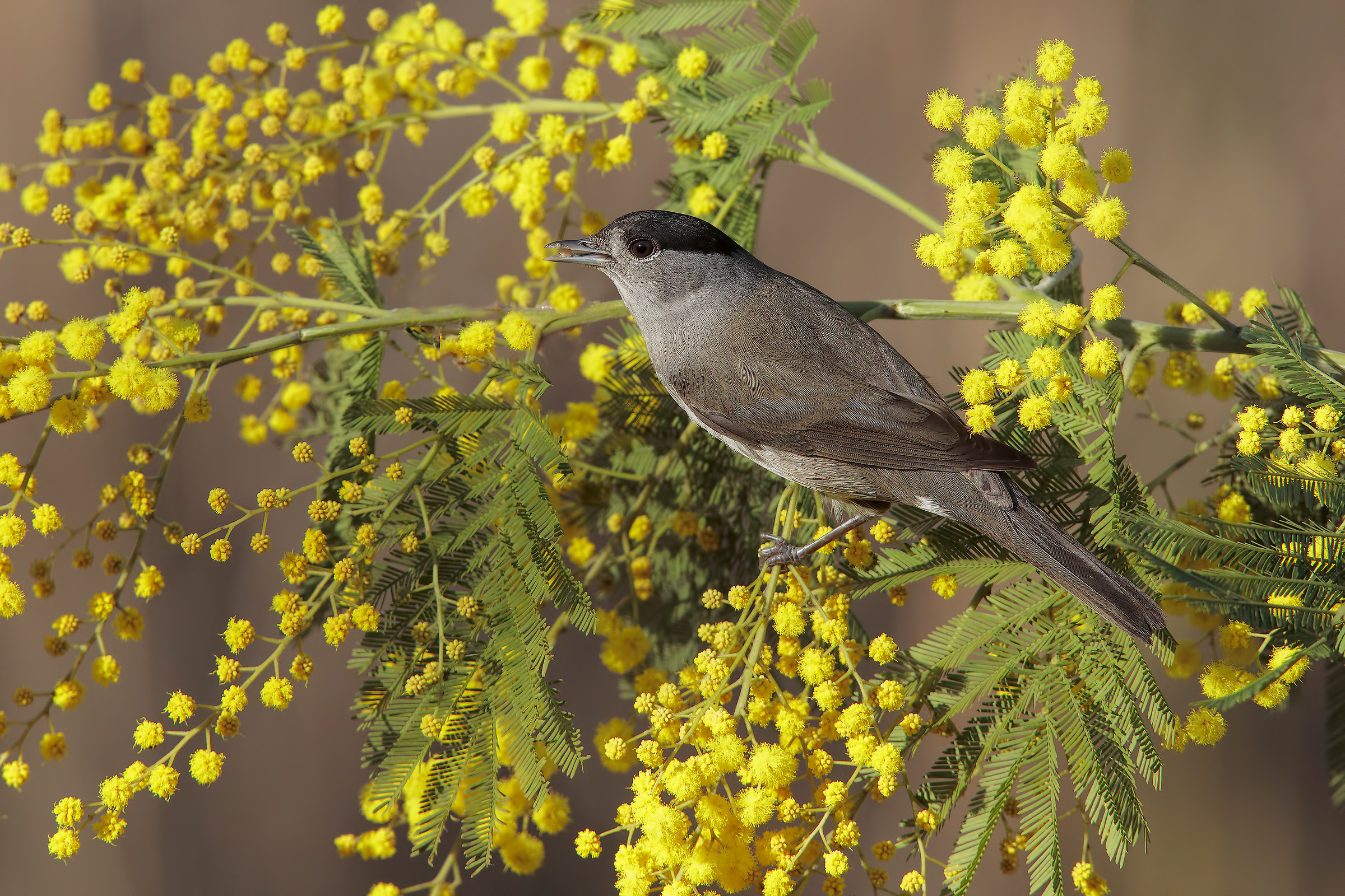 Auguri..............a tutte le donne......