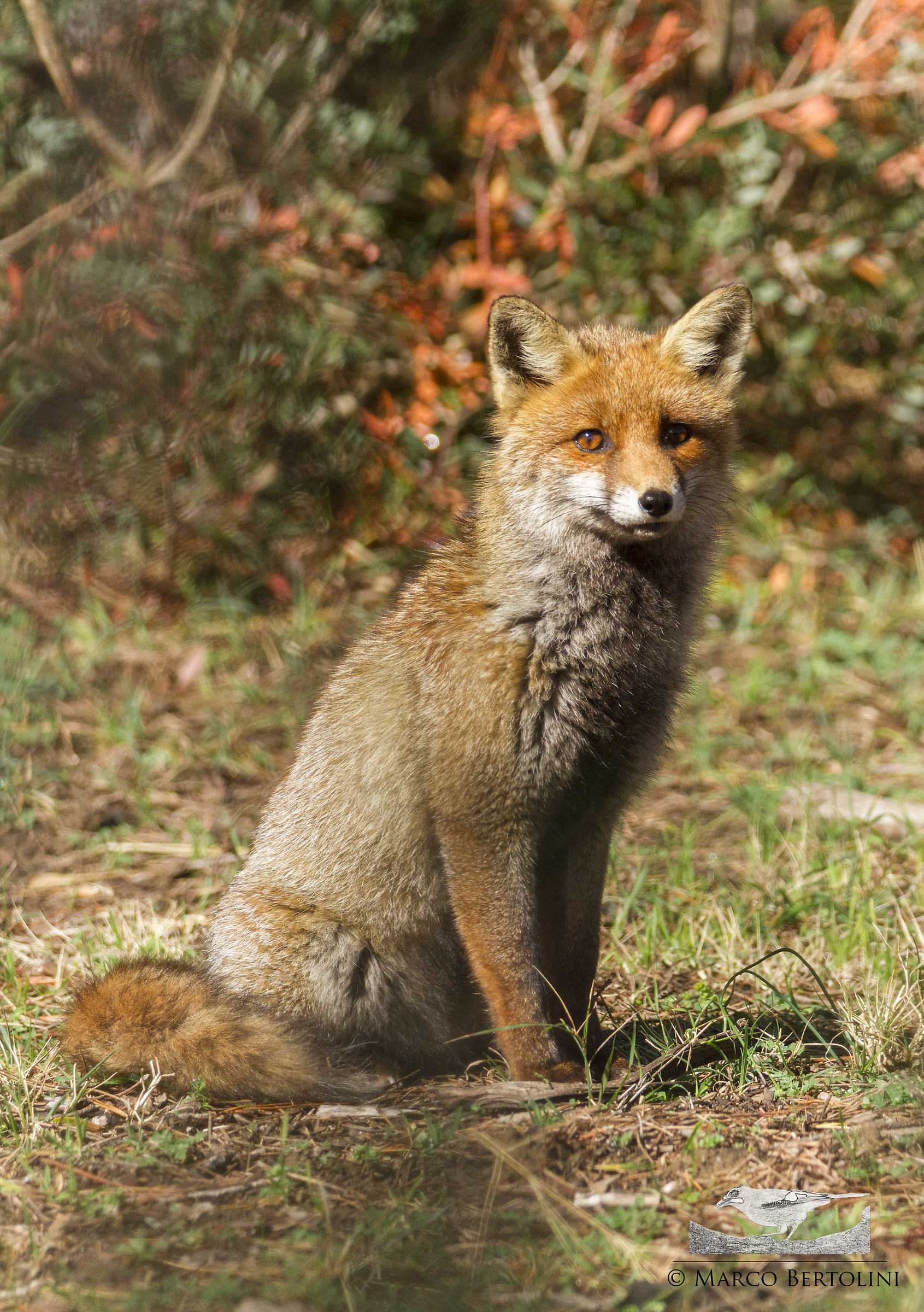 young fox