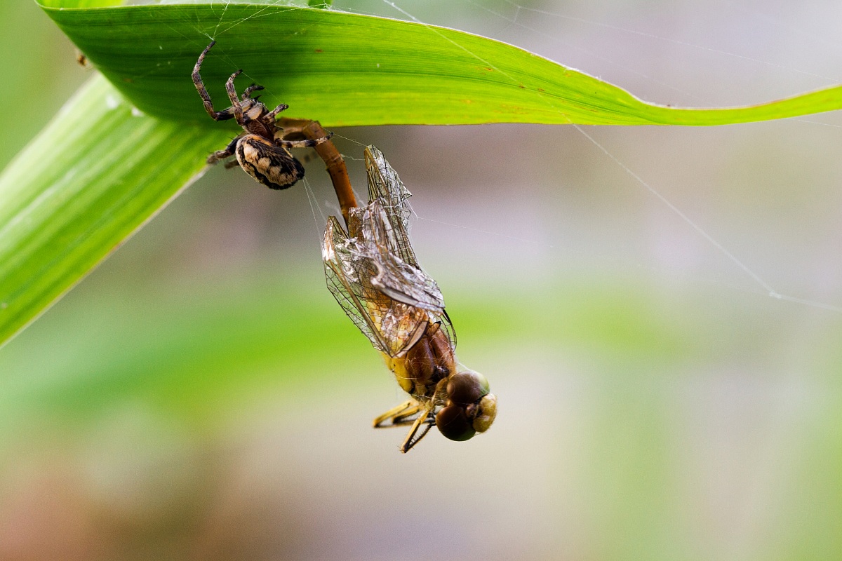 Spider with prey
