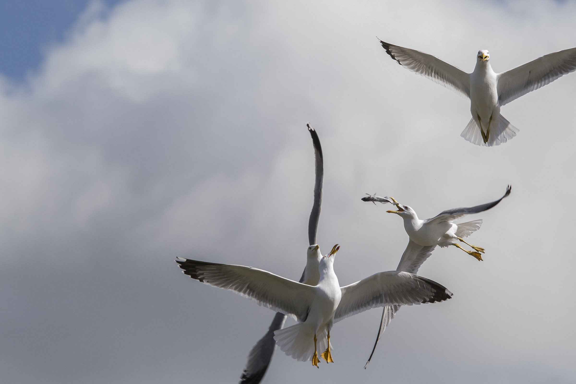 brawl between gulls