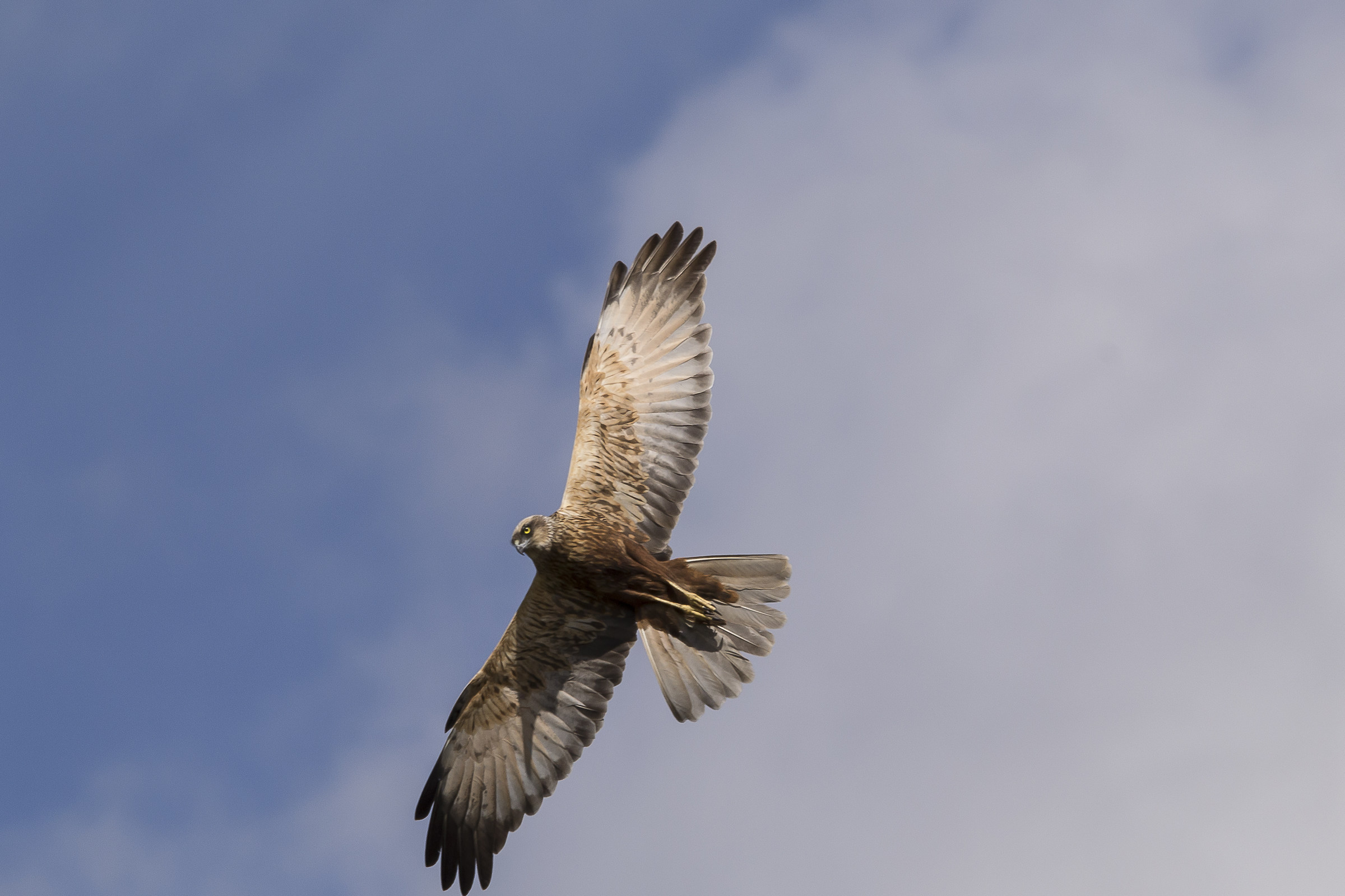 Marsh harrier