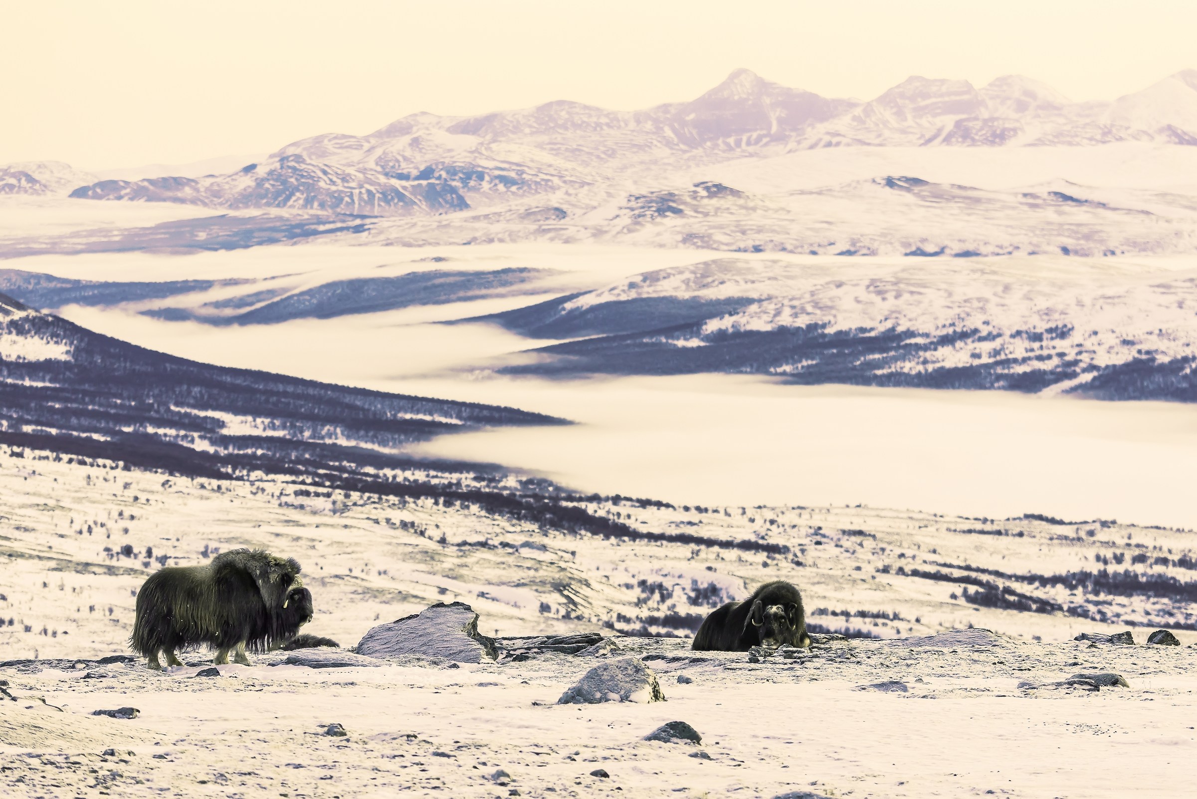 Dovrefjell 2017 - Musk ox, tra la nebbia e il gelo