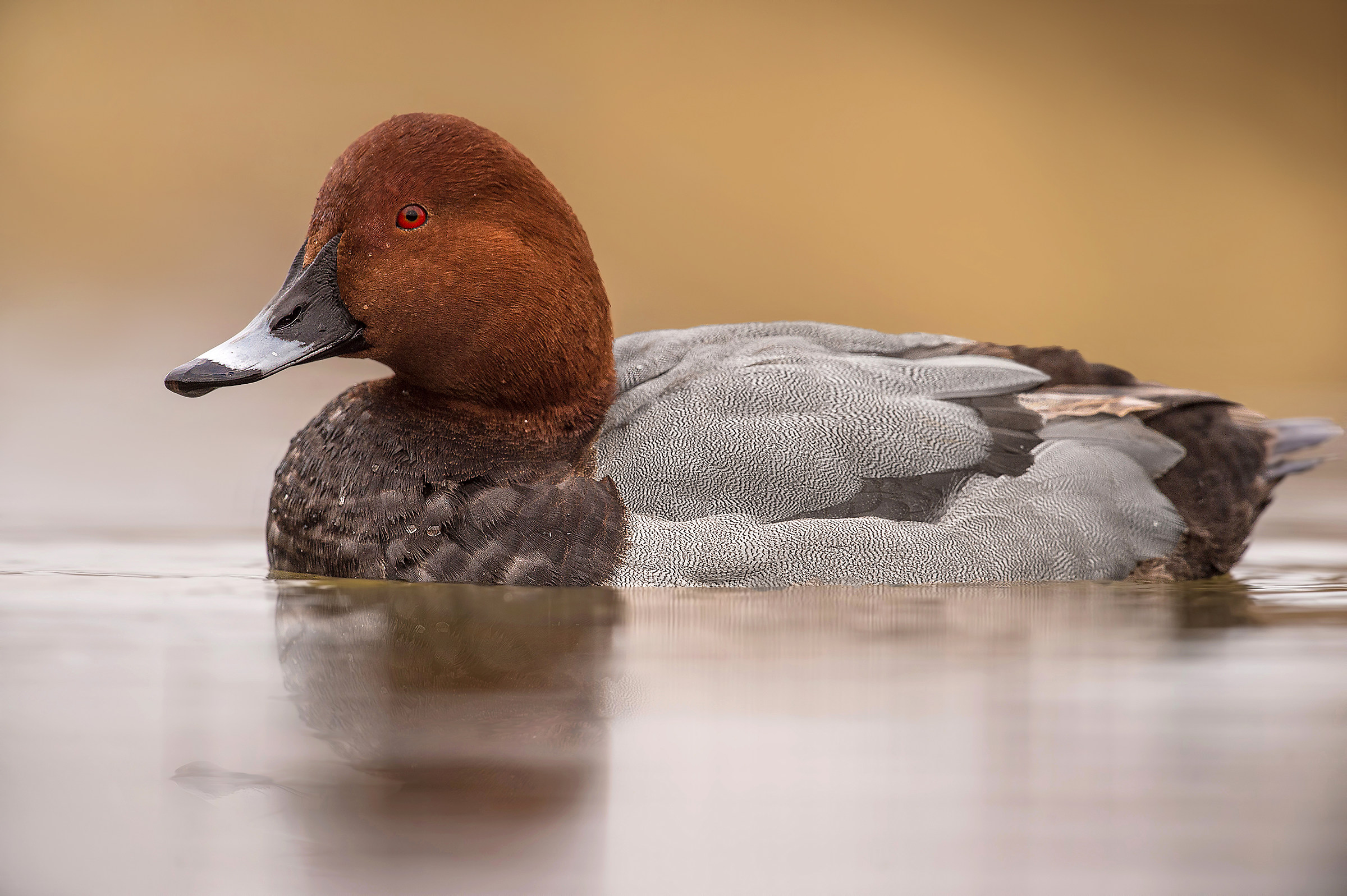 pochard