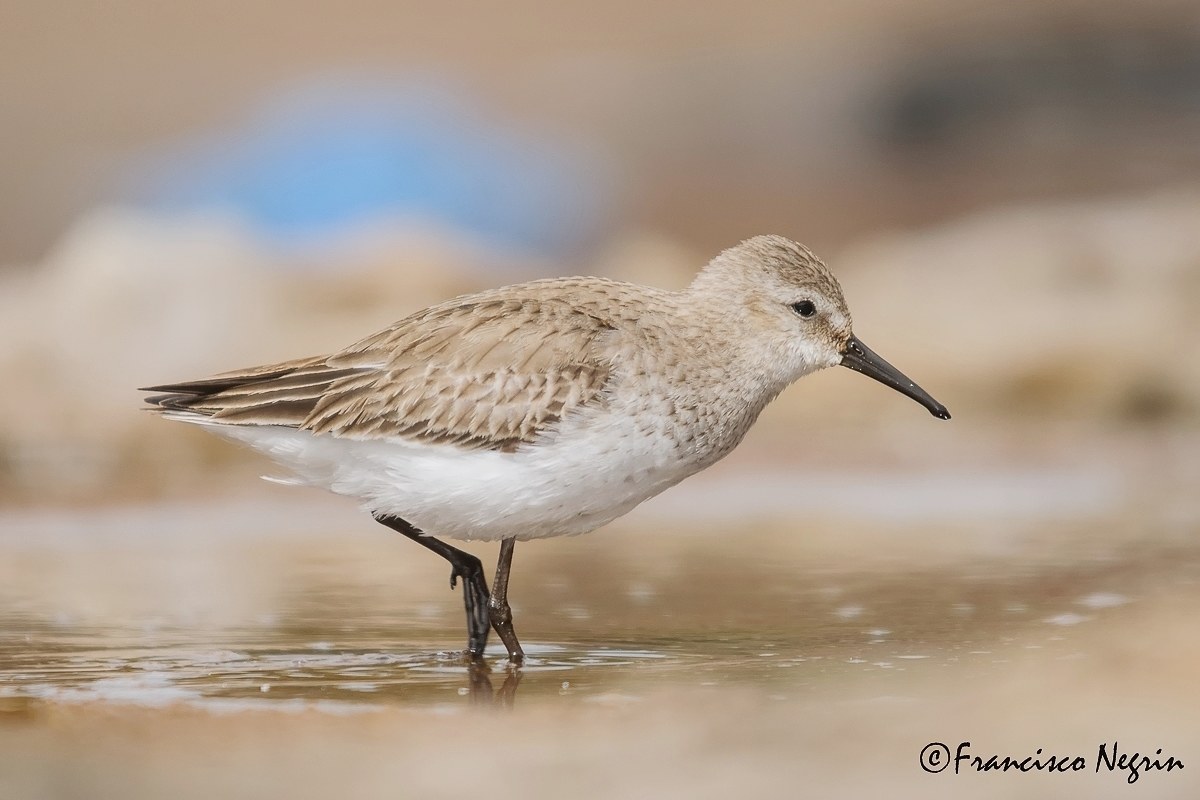 Dunlin in una giornata grigia.