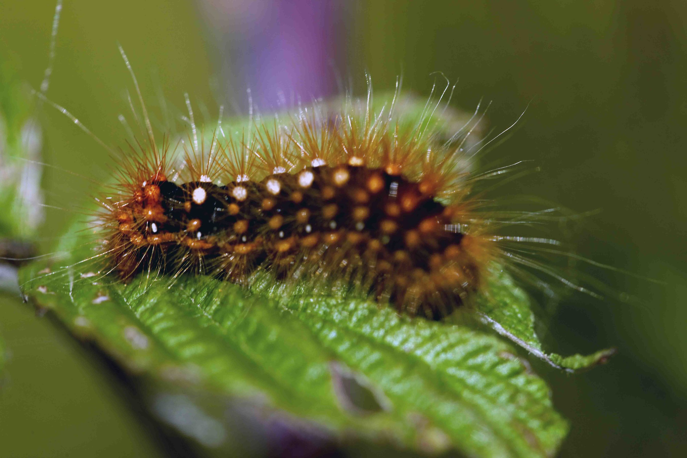 Bruco di farfalla diurna