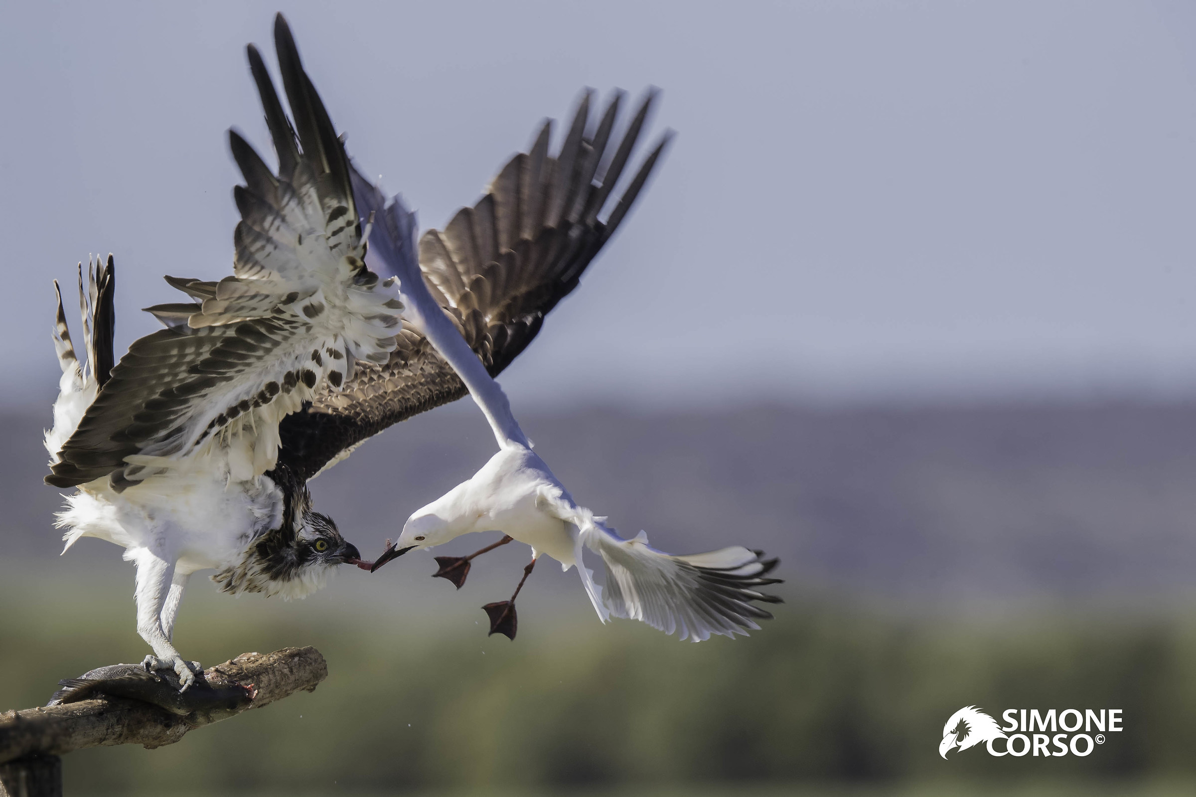Osprey and Seagull. The strange couple
