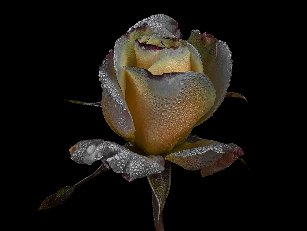 The last rose in winter