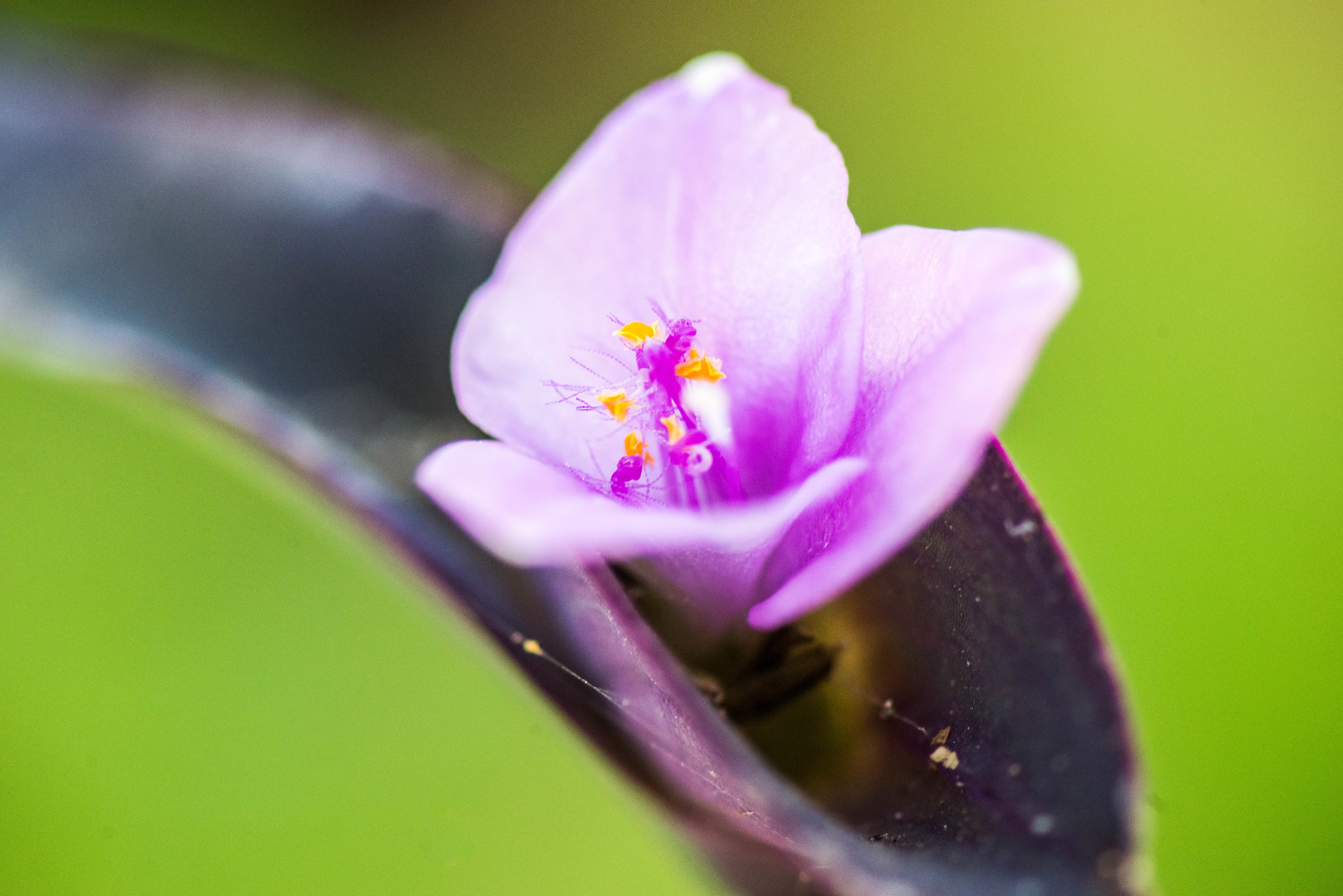 Lady-in-a-boat Fiore