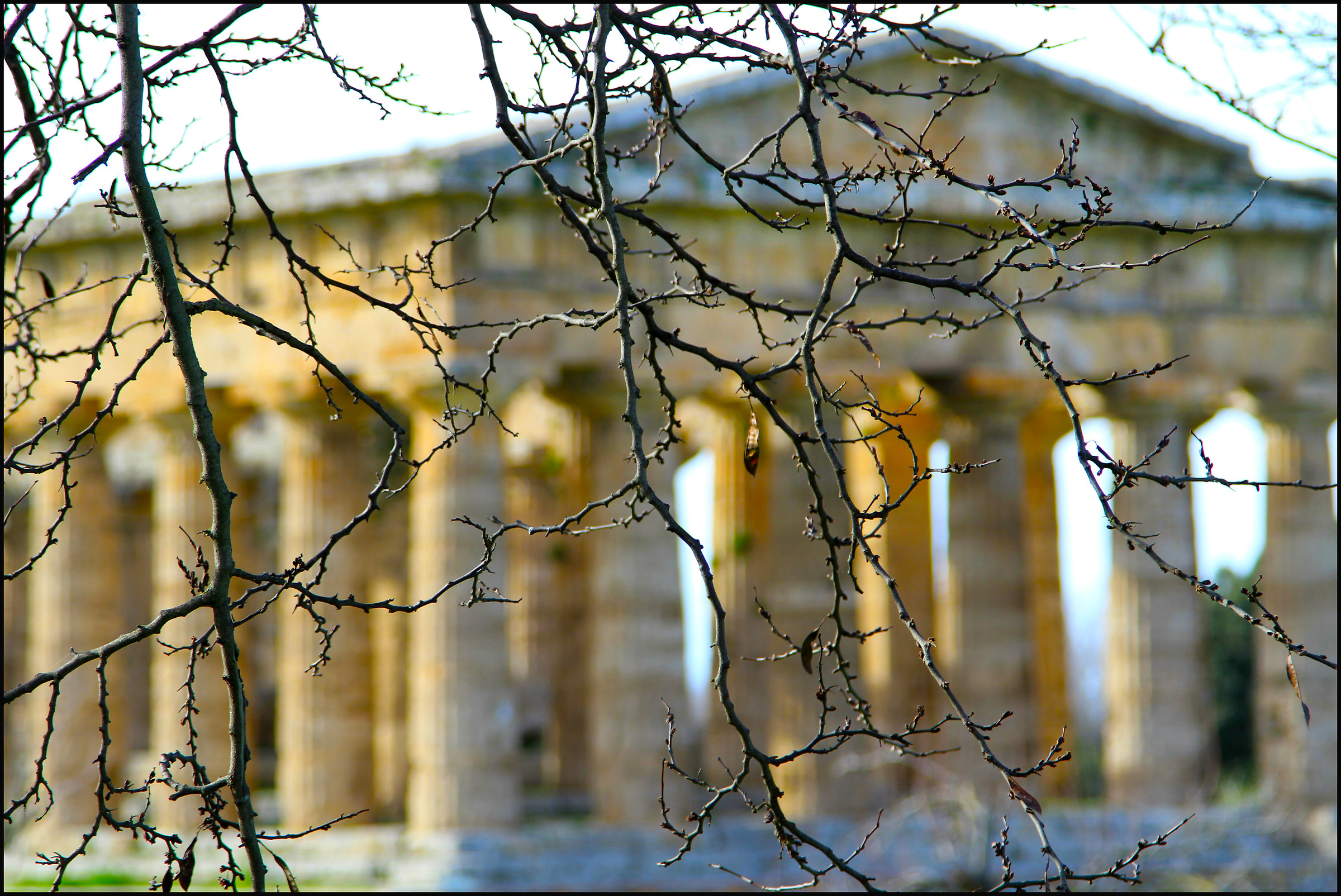 zona archeologica di paestum...