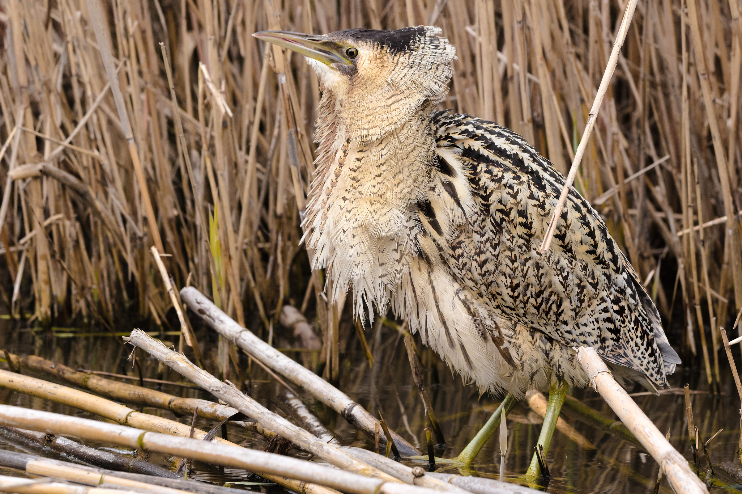 Modestly I know 'too good!