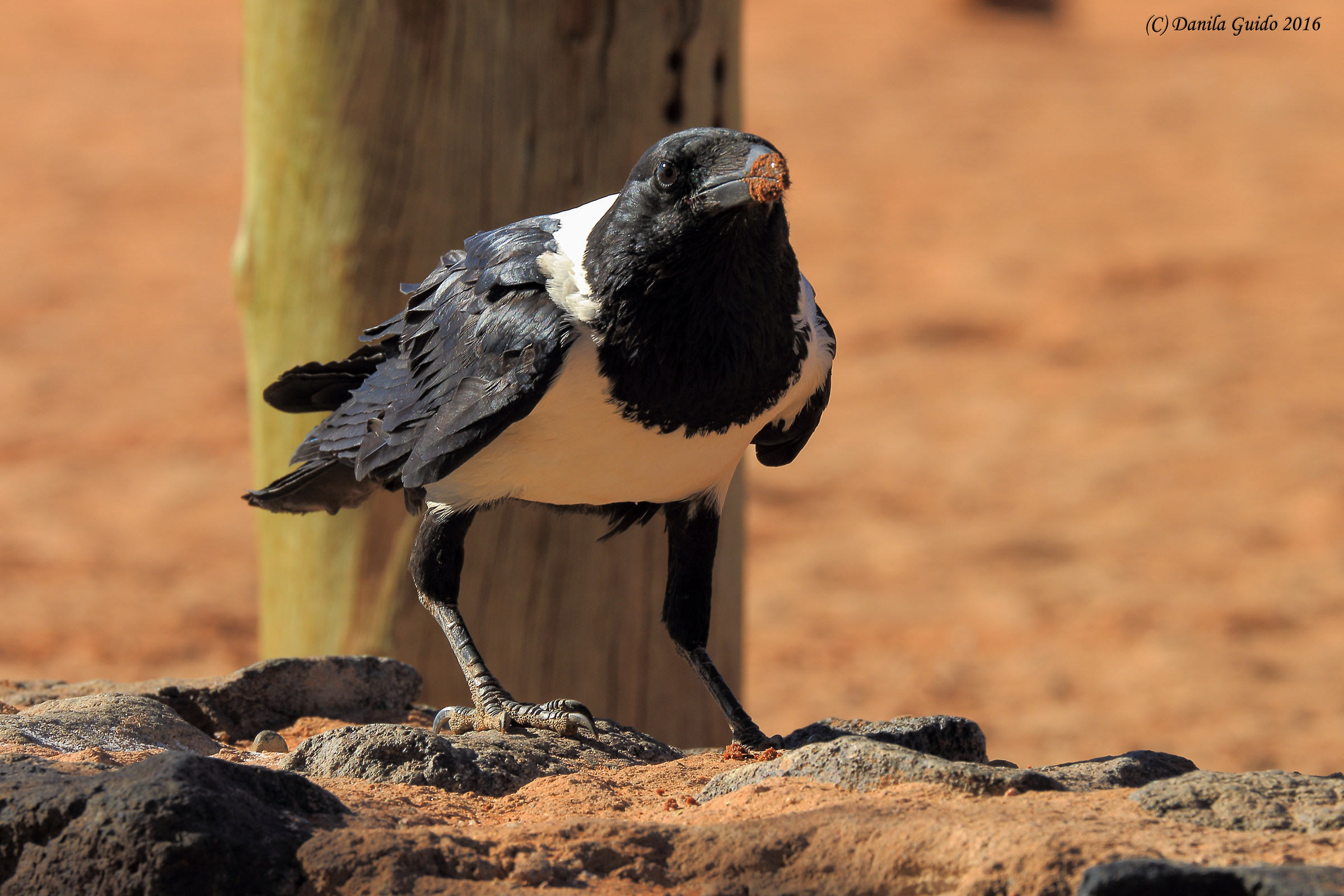 pied crow