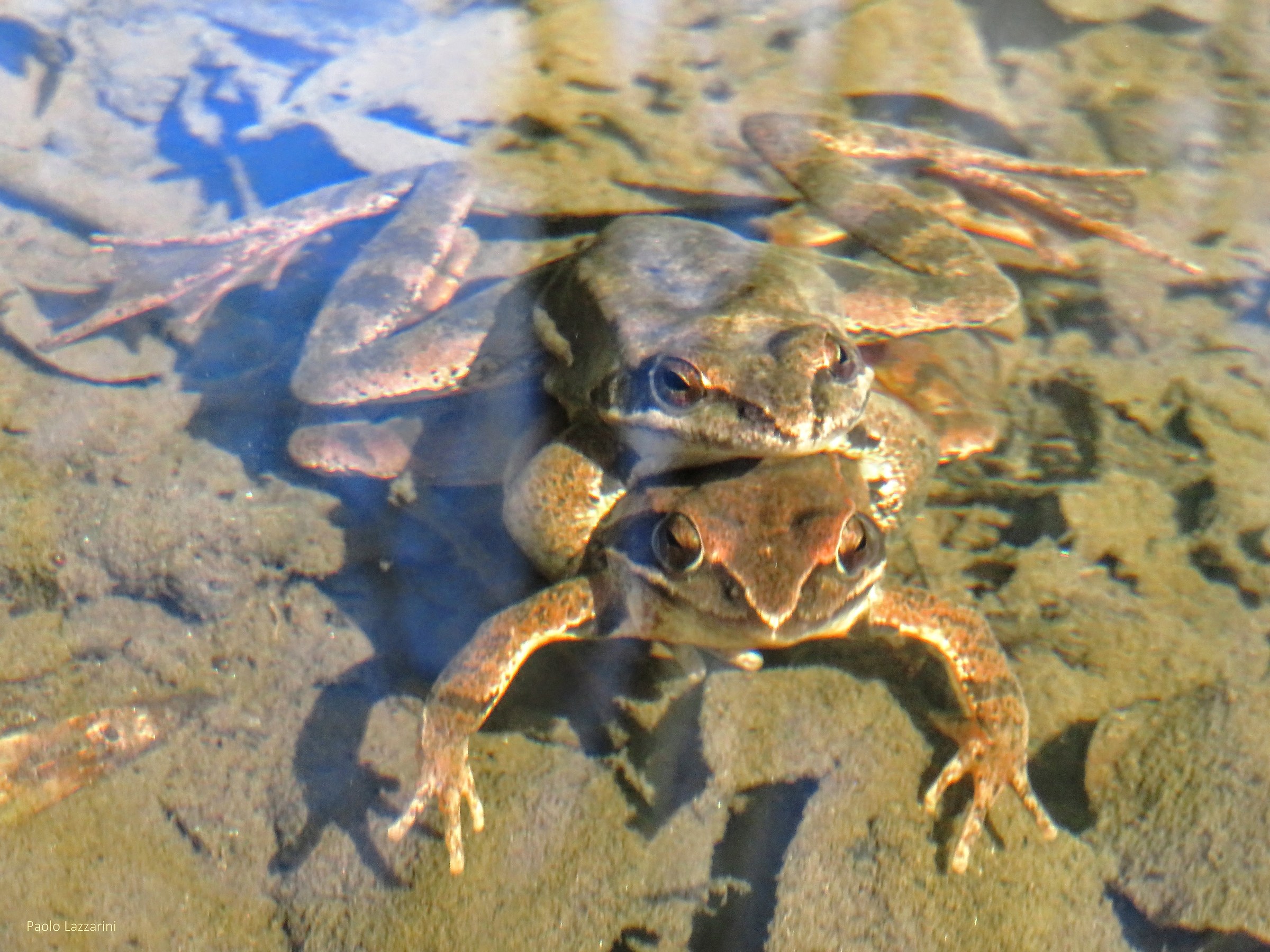 Accoppiamento rane Dalmatine