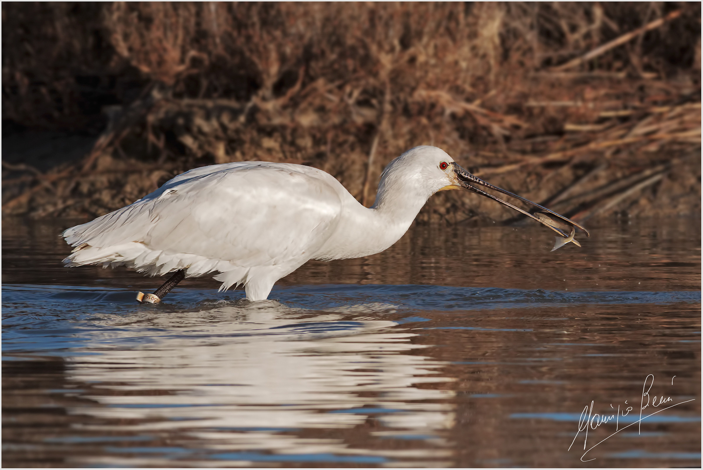 La Spatola e il pesciolino