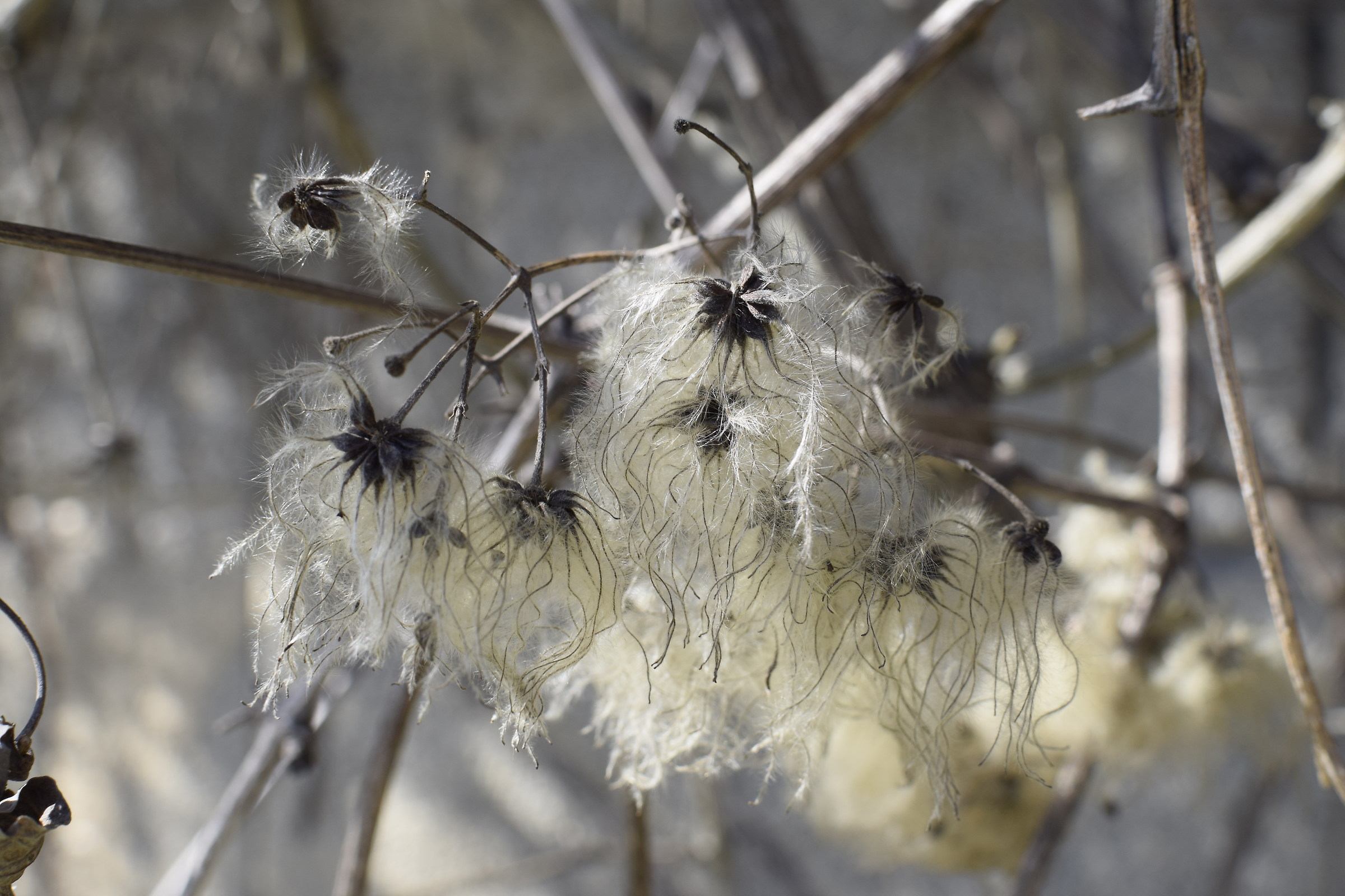 Clematis in sfioritura